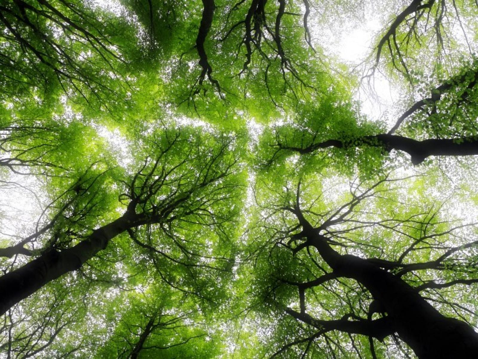 View of underside of trees from below