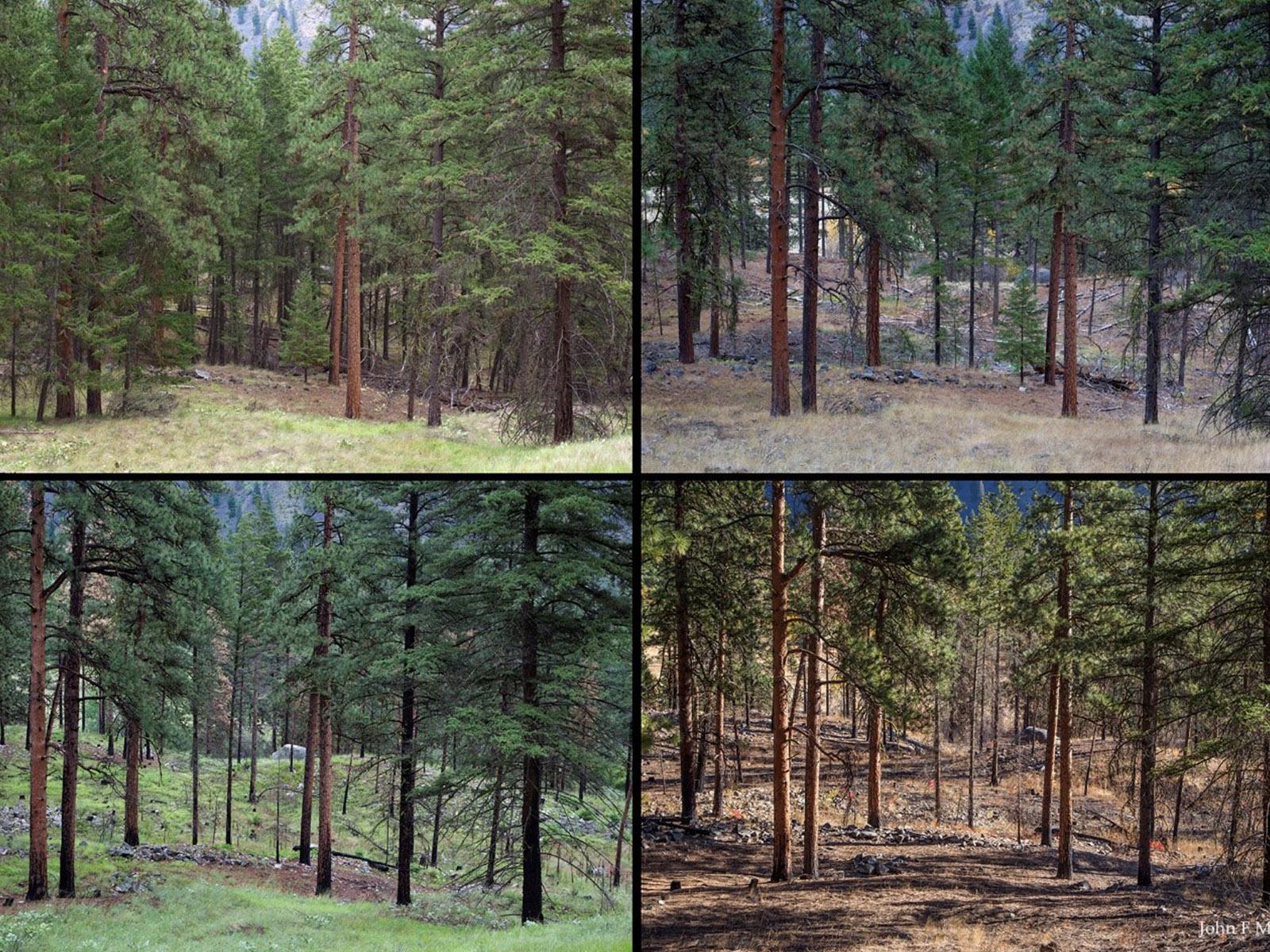 Four frames of forest in various conditions