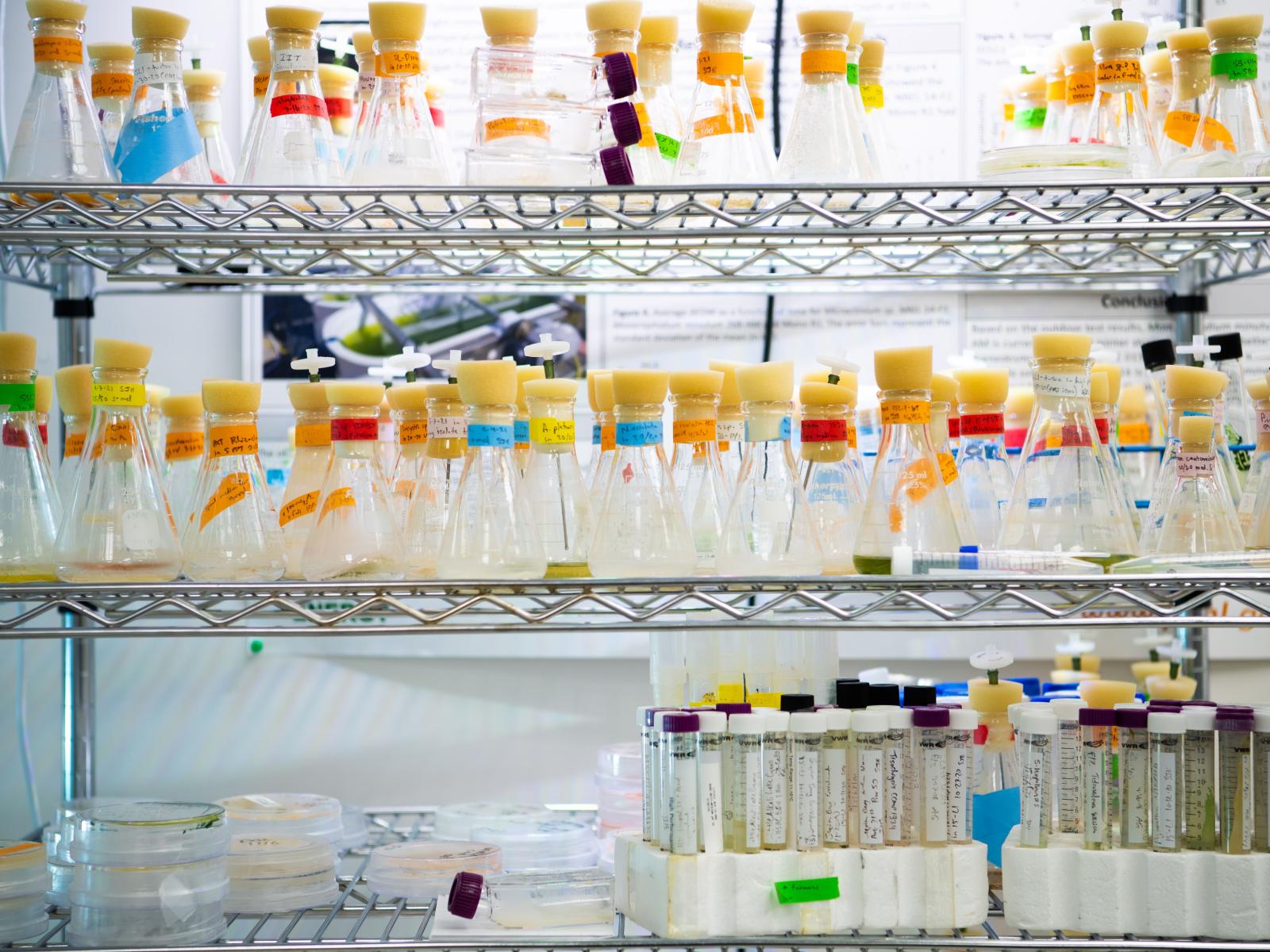 Algae samples