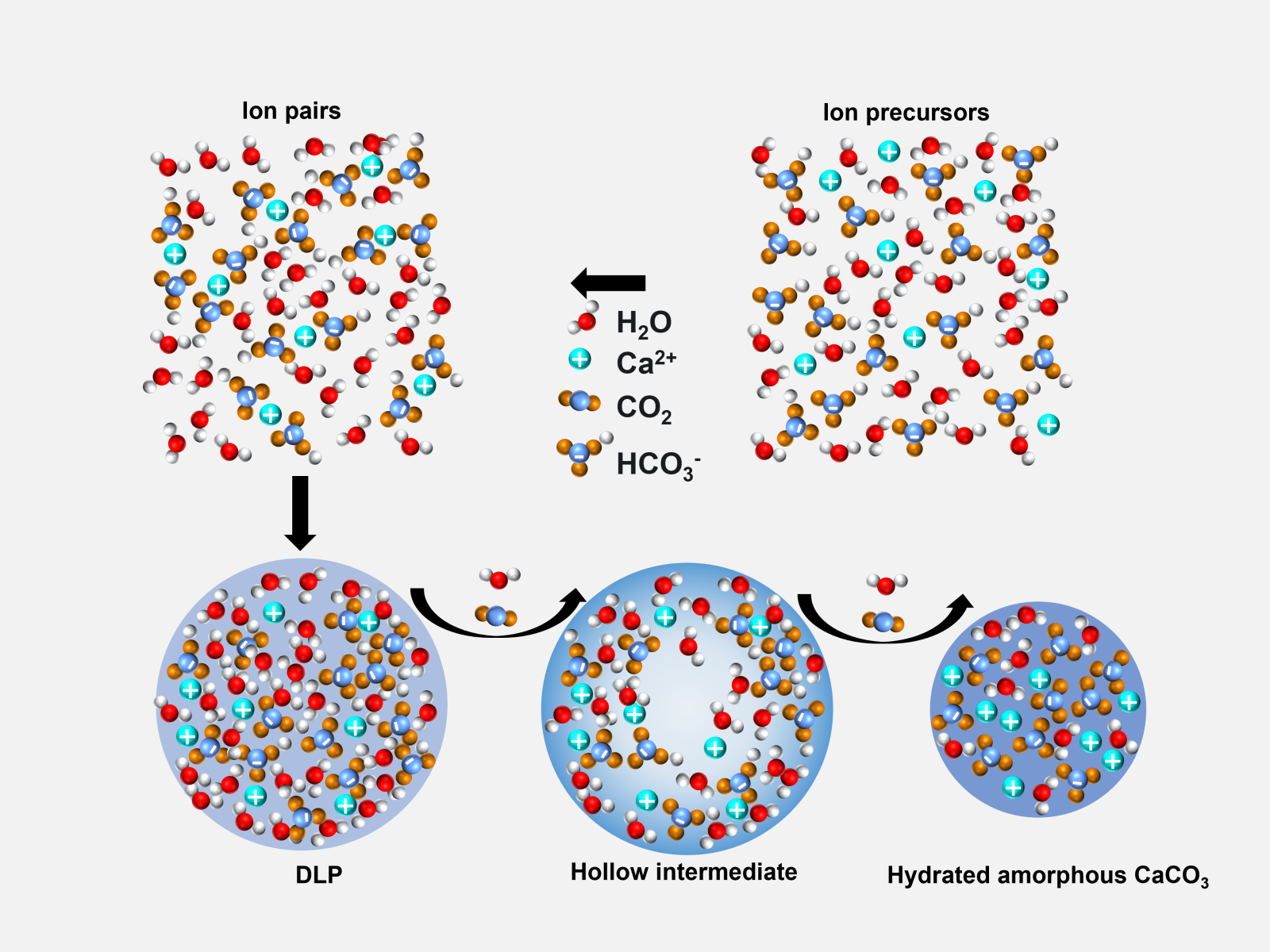 Schematic showing the formation of calcium carbonate