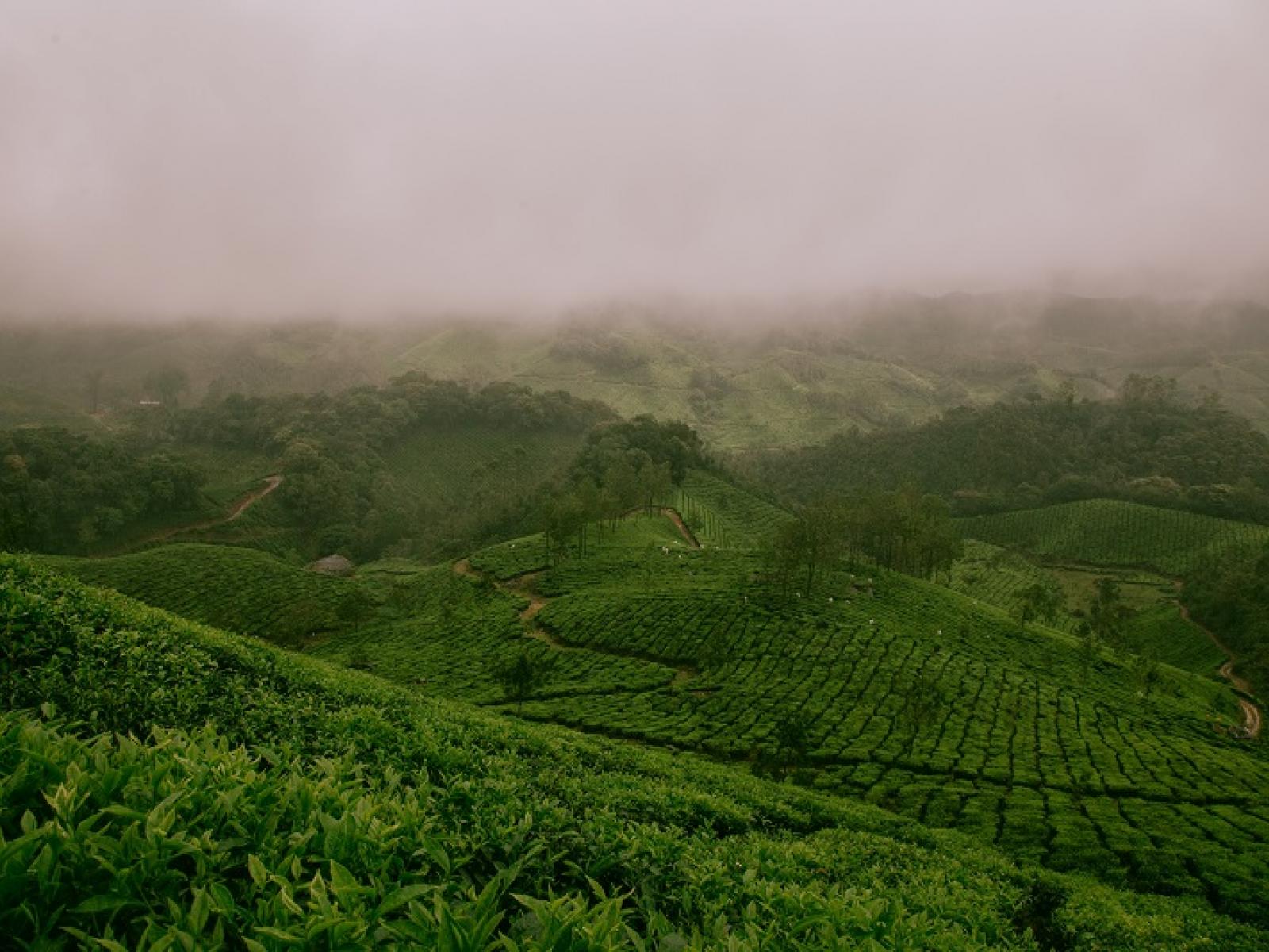 Tropical rainfall