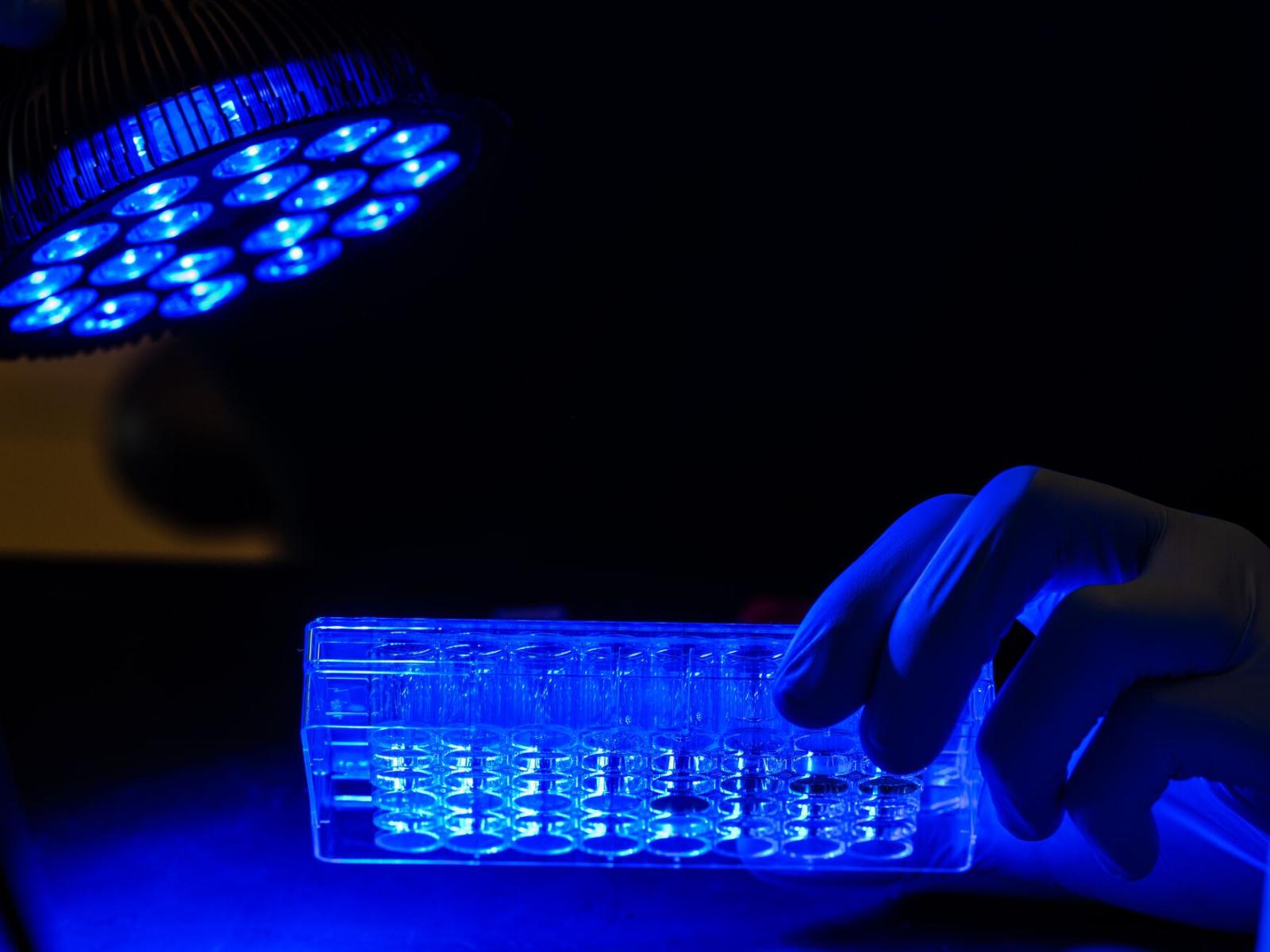 The photo shows a hand holding a plate of wells for bacteria to the right, with a blue light in the upper left, with the entire scene bathed in blue light.