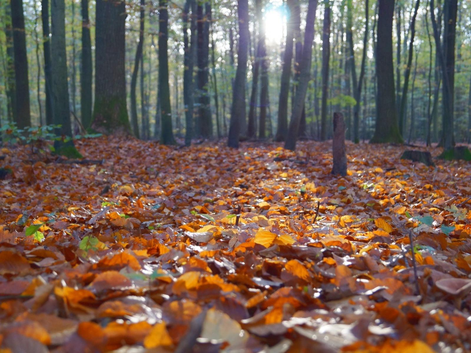 Dead leaves are a common source of carbon