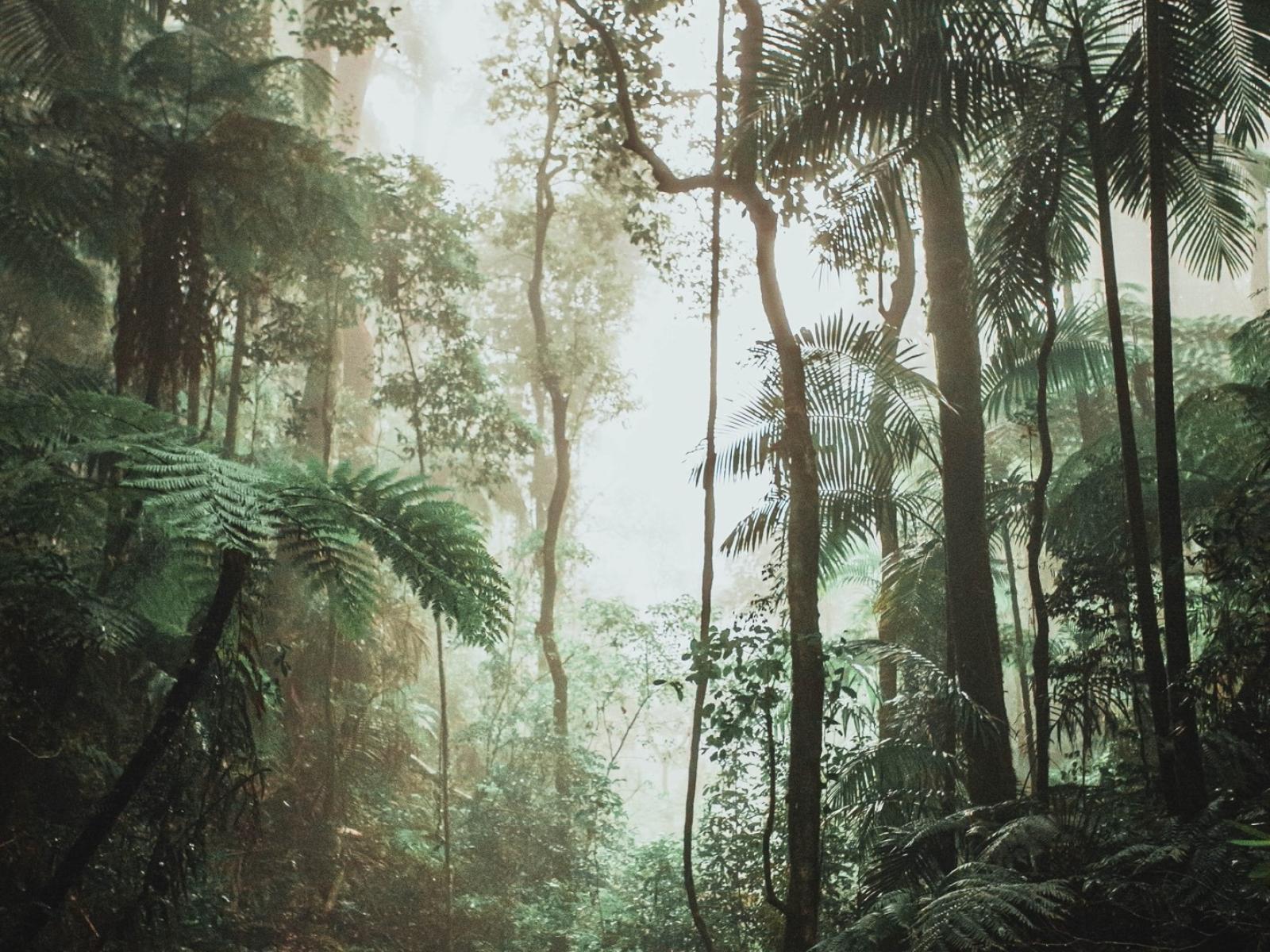 Photograph of a tropical forest with lots of different types of plants growing together.