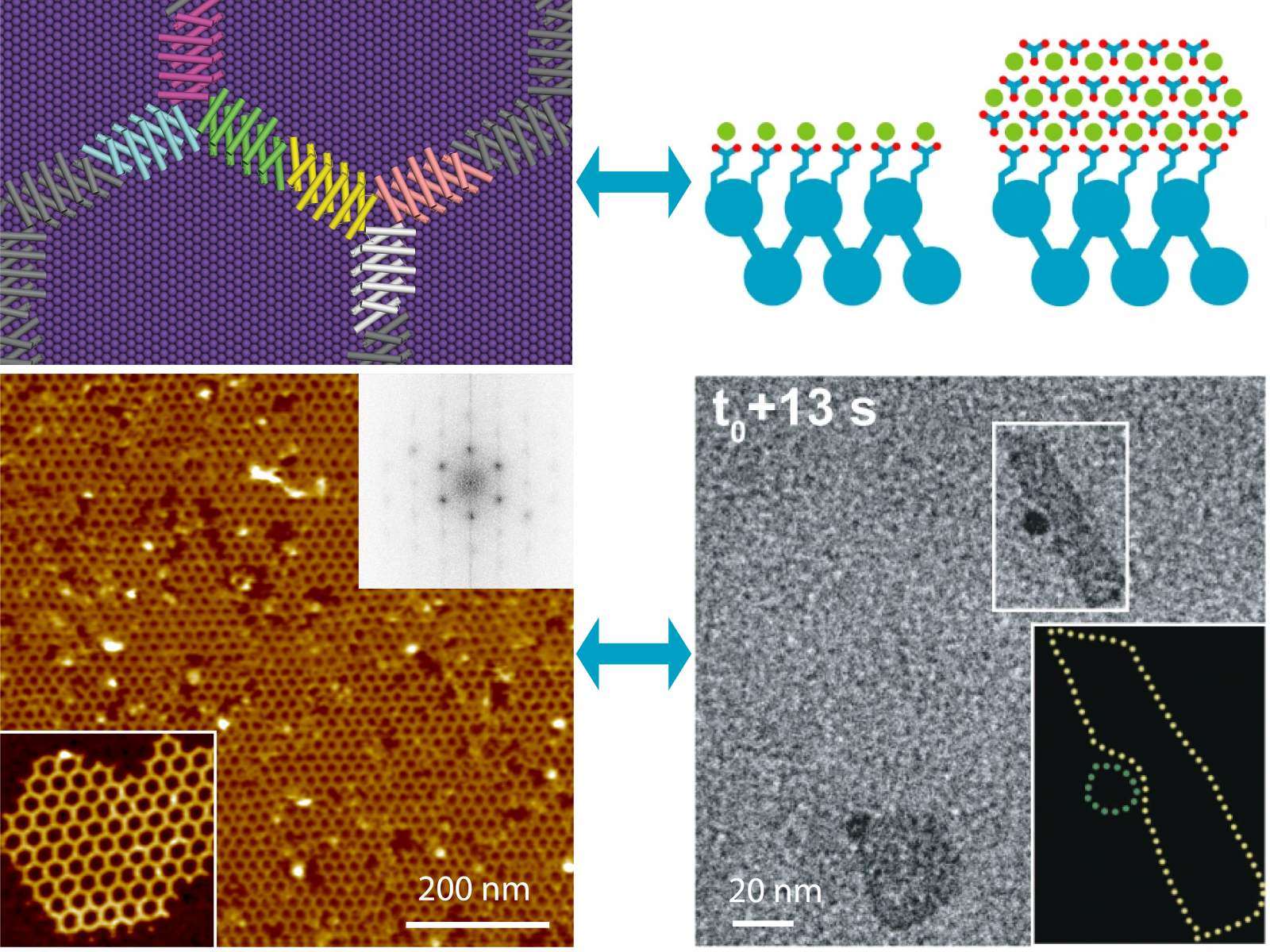 Figure showing protein-material hybrids forming with multiple panels of electron microscope images and simulations of the process