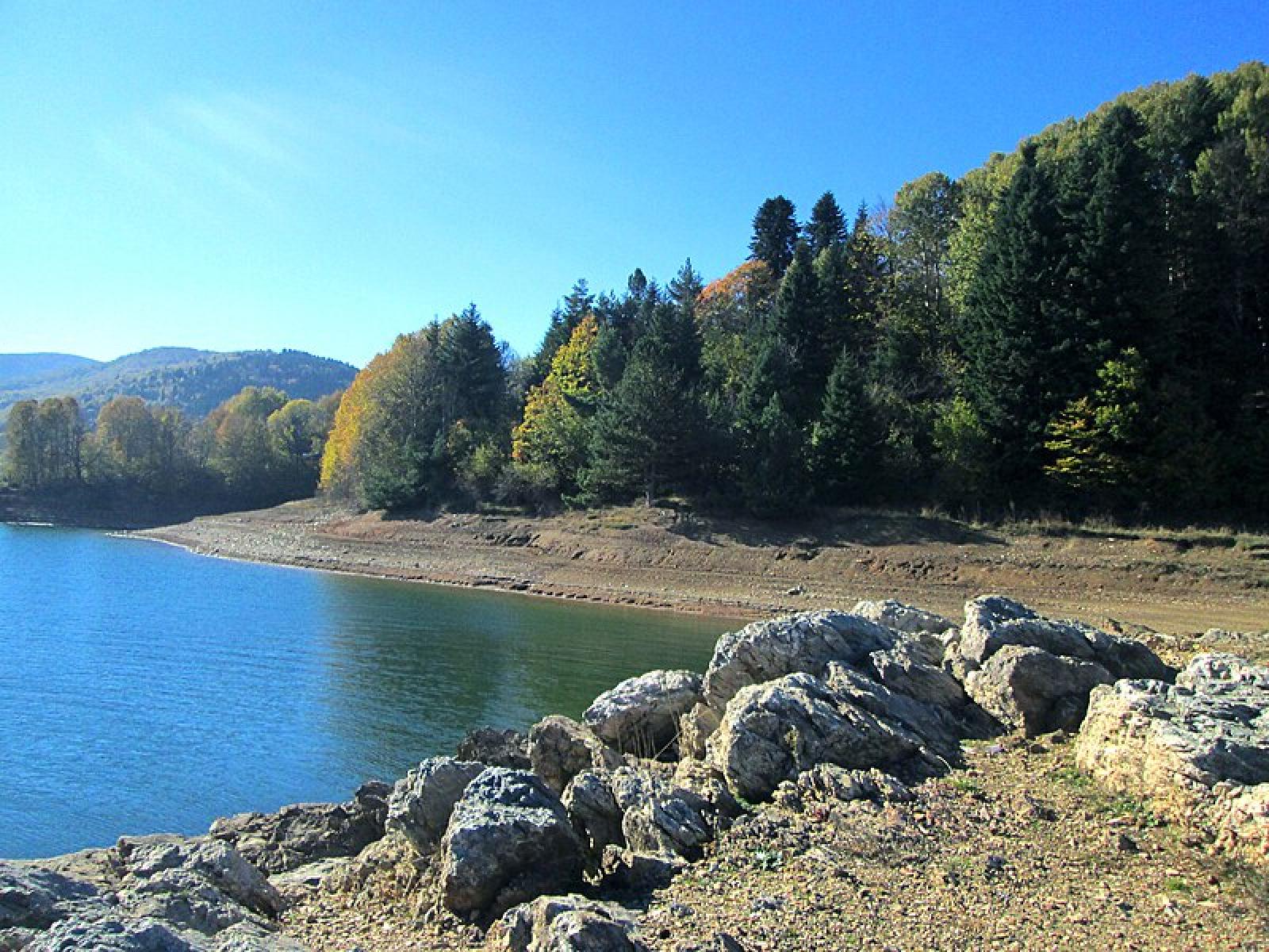 photo of conifer trees near water