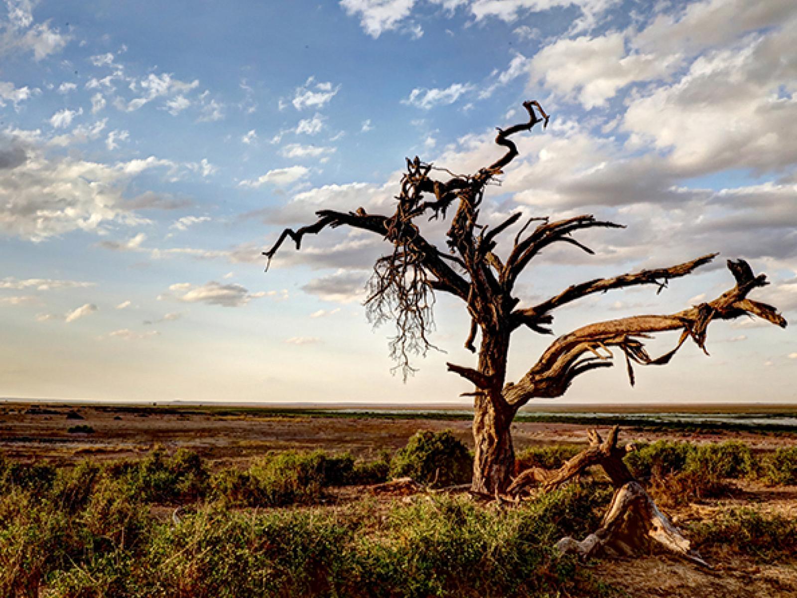 McDowell_deadtrees_800px