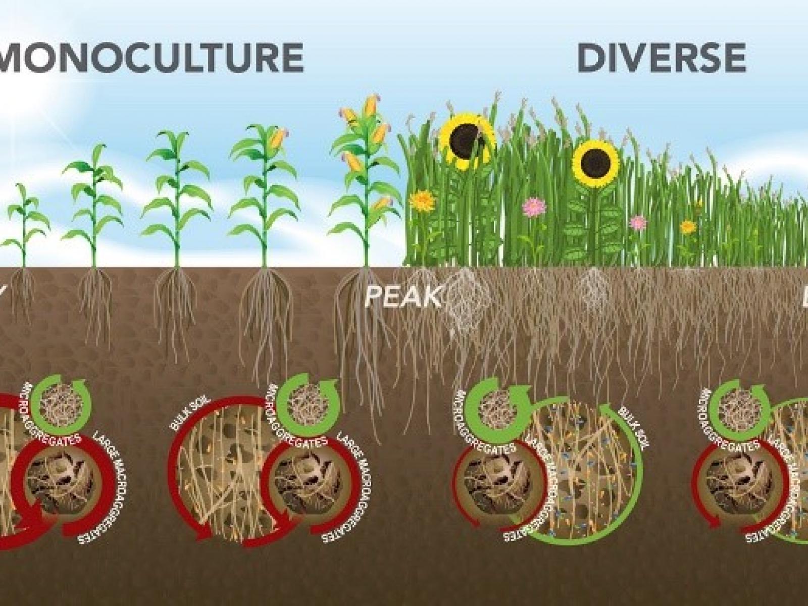 Microbial diversity in soil.