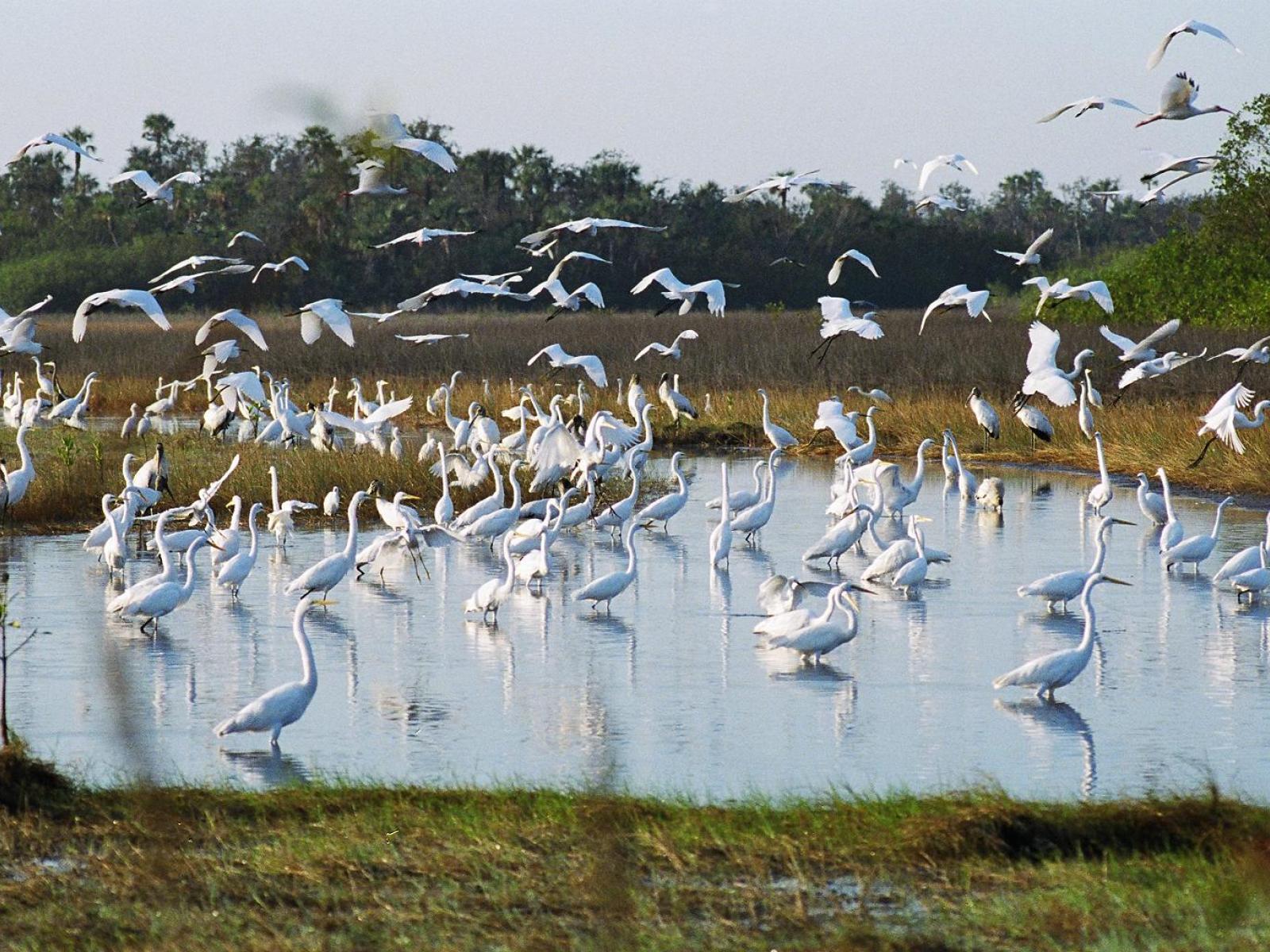 Picture of water fowl inside a body of water