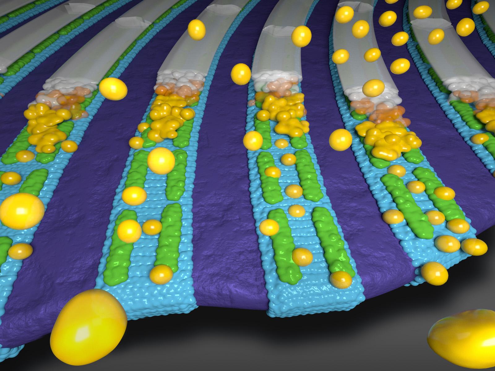 Illustration of patterned nanoribbons with carbonate mineralization in progress