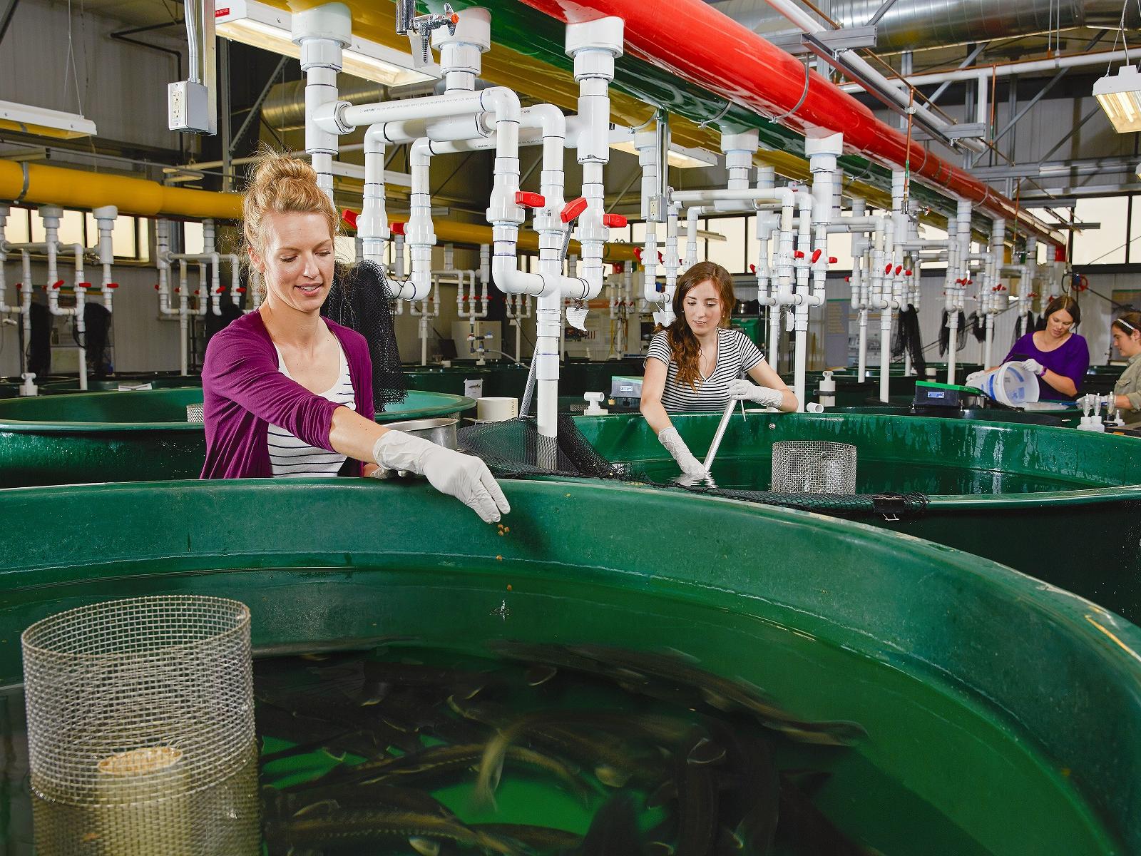 PNNL staff care for fish at the ARL