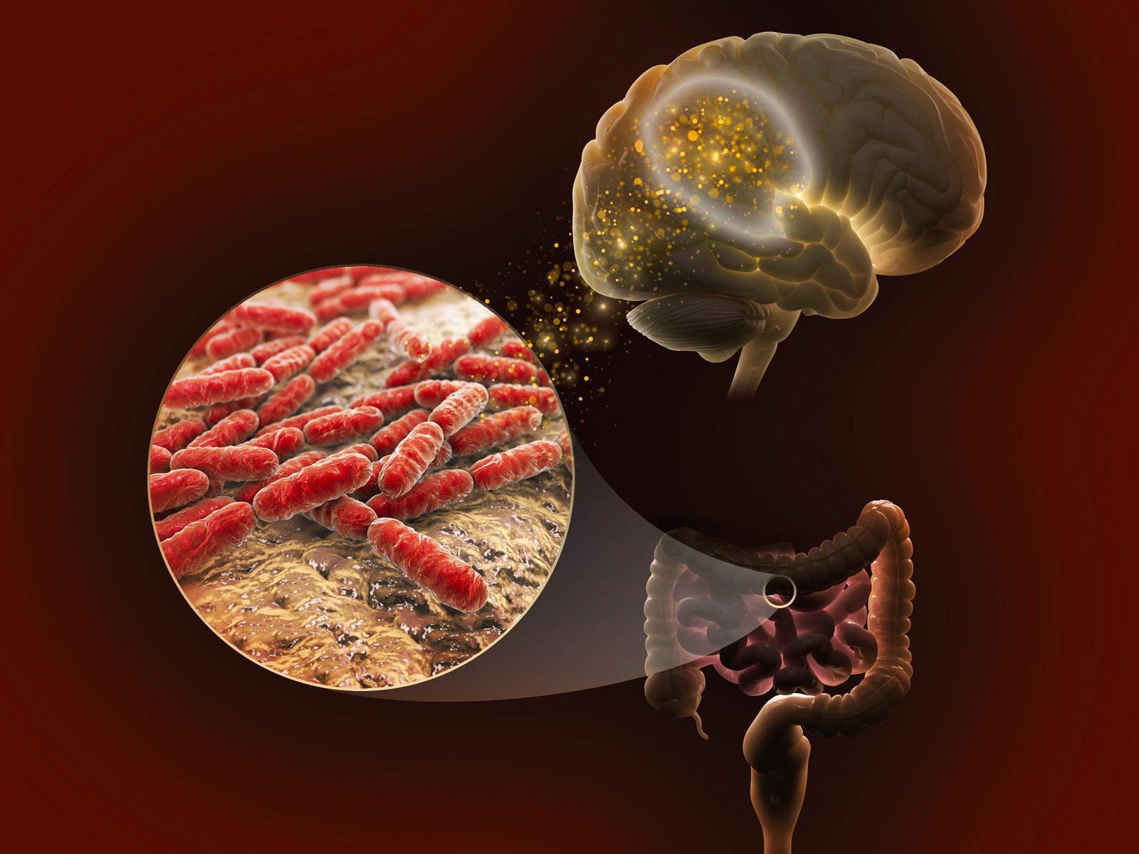 Illustration of the connection between gut microbes and the brain