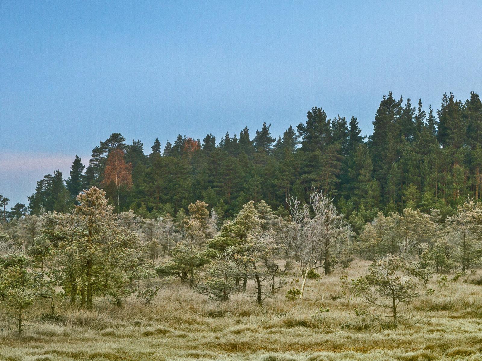 Stand of trees short in stature