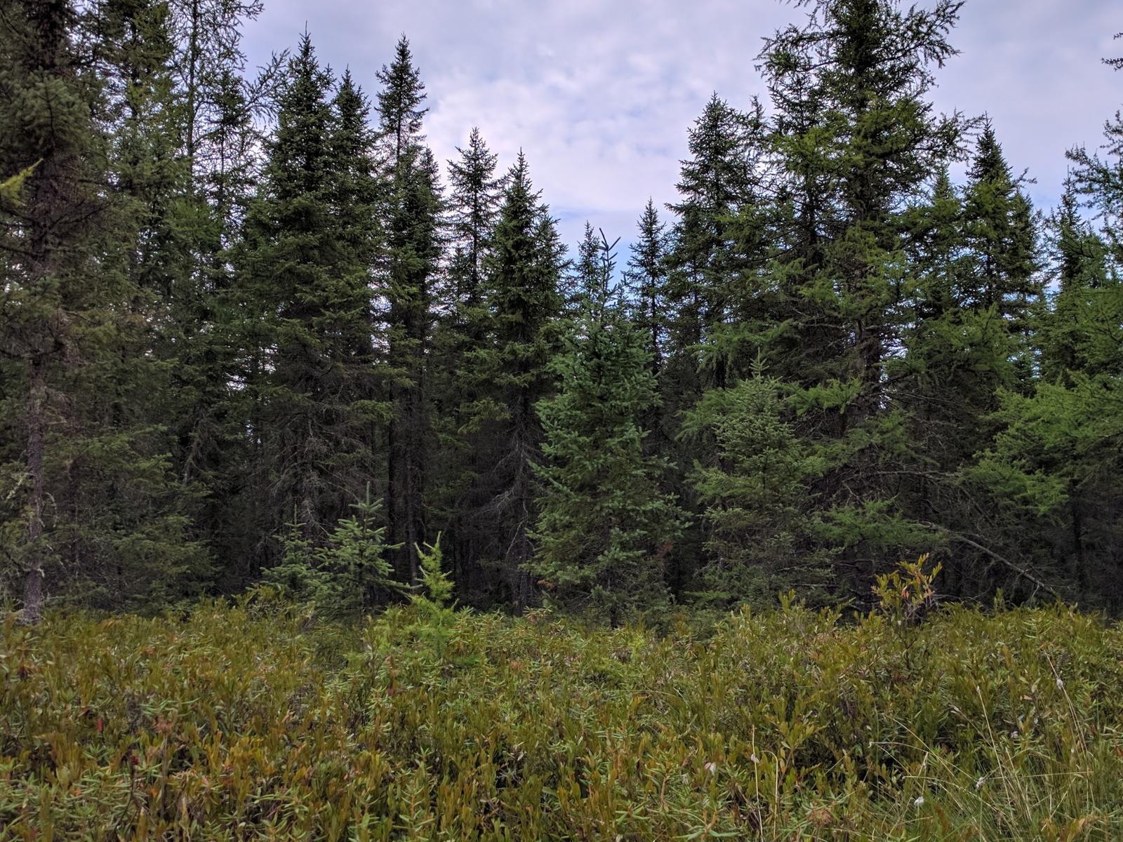 Image of Peatland forest