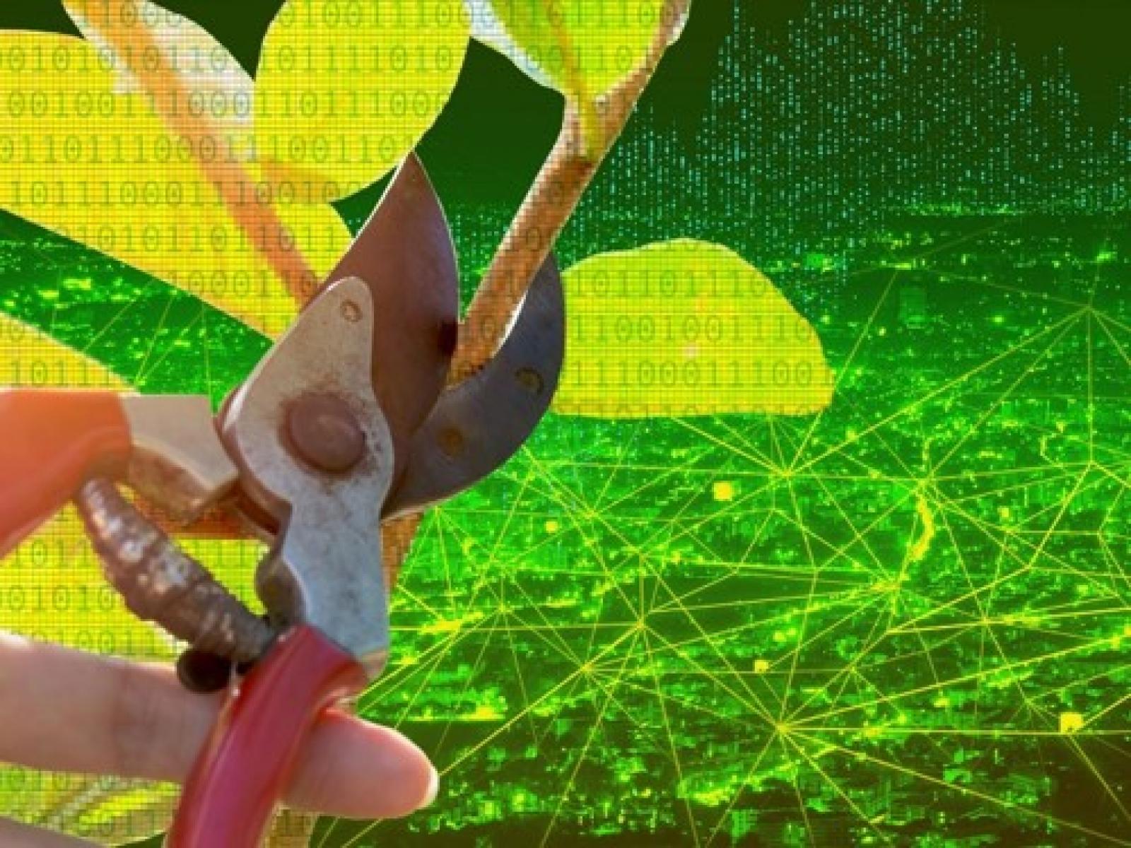 Image of plant pruning