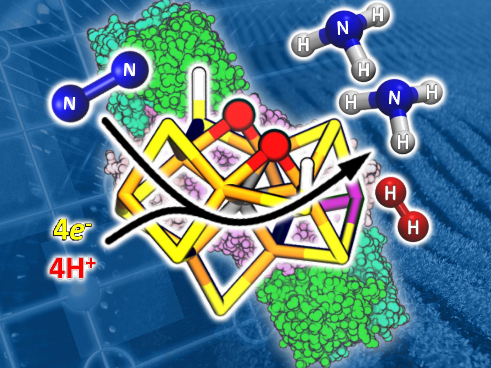 Nitrogenase