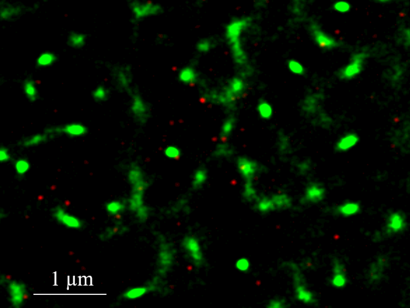 Green and red dots
