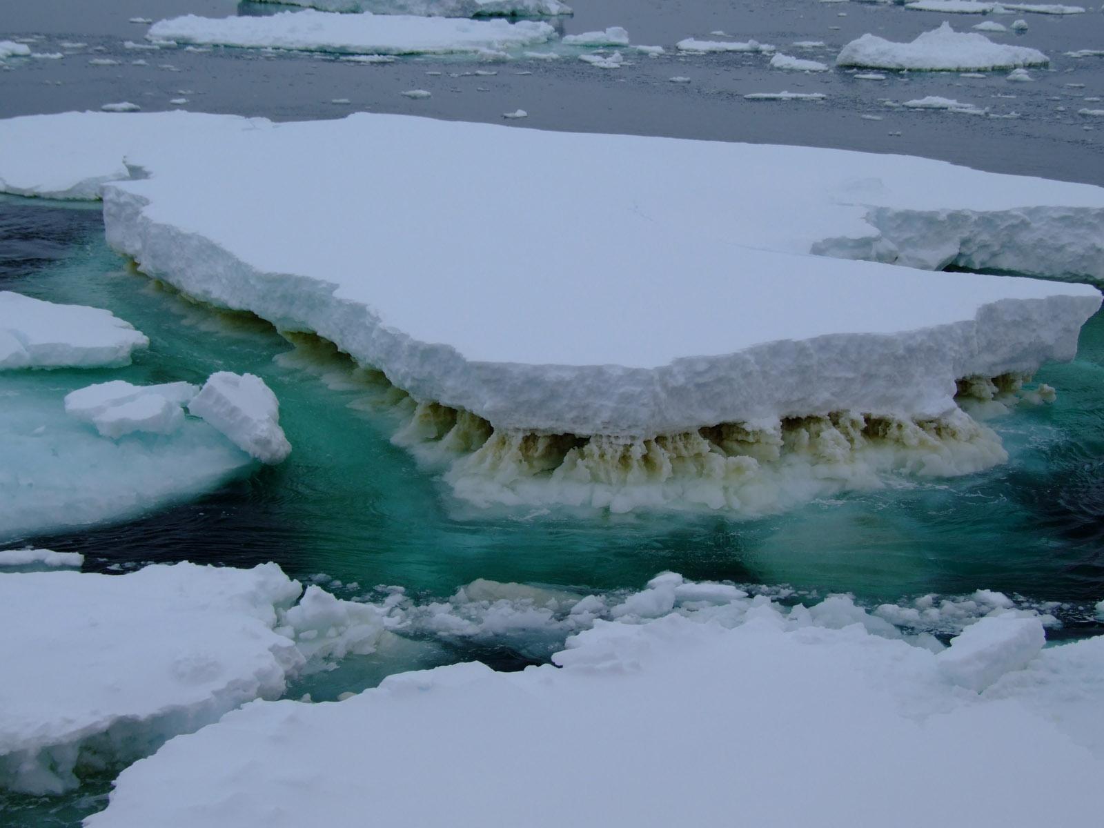 Sea ice in Antarctica showing a brown layer of ice algae. These microbes thrive in sea “ice houses” and form the basis of many food webs.