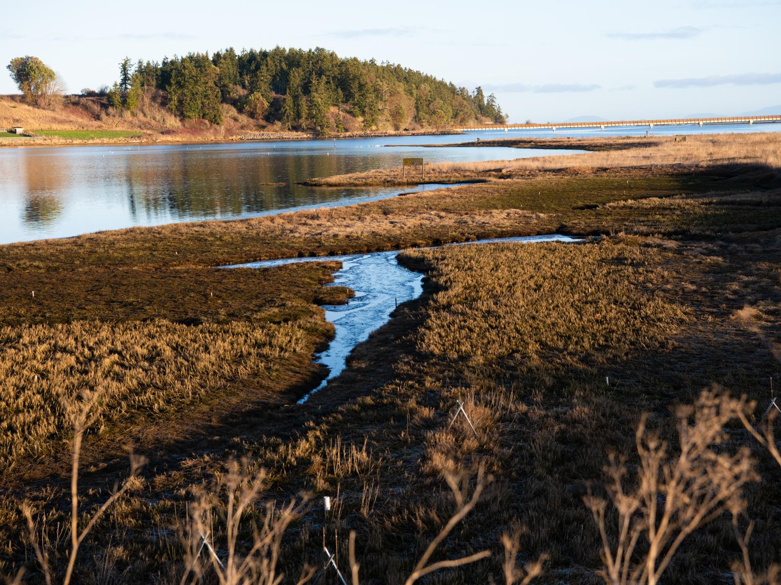 A complex coastal wetland ecosystem