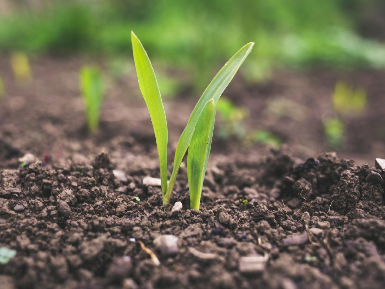 Photo of plant in soil
