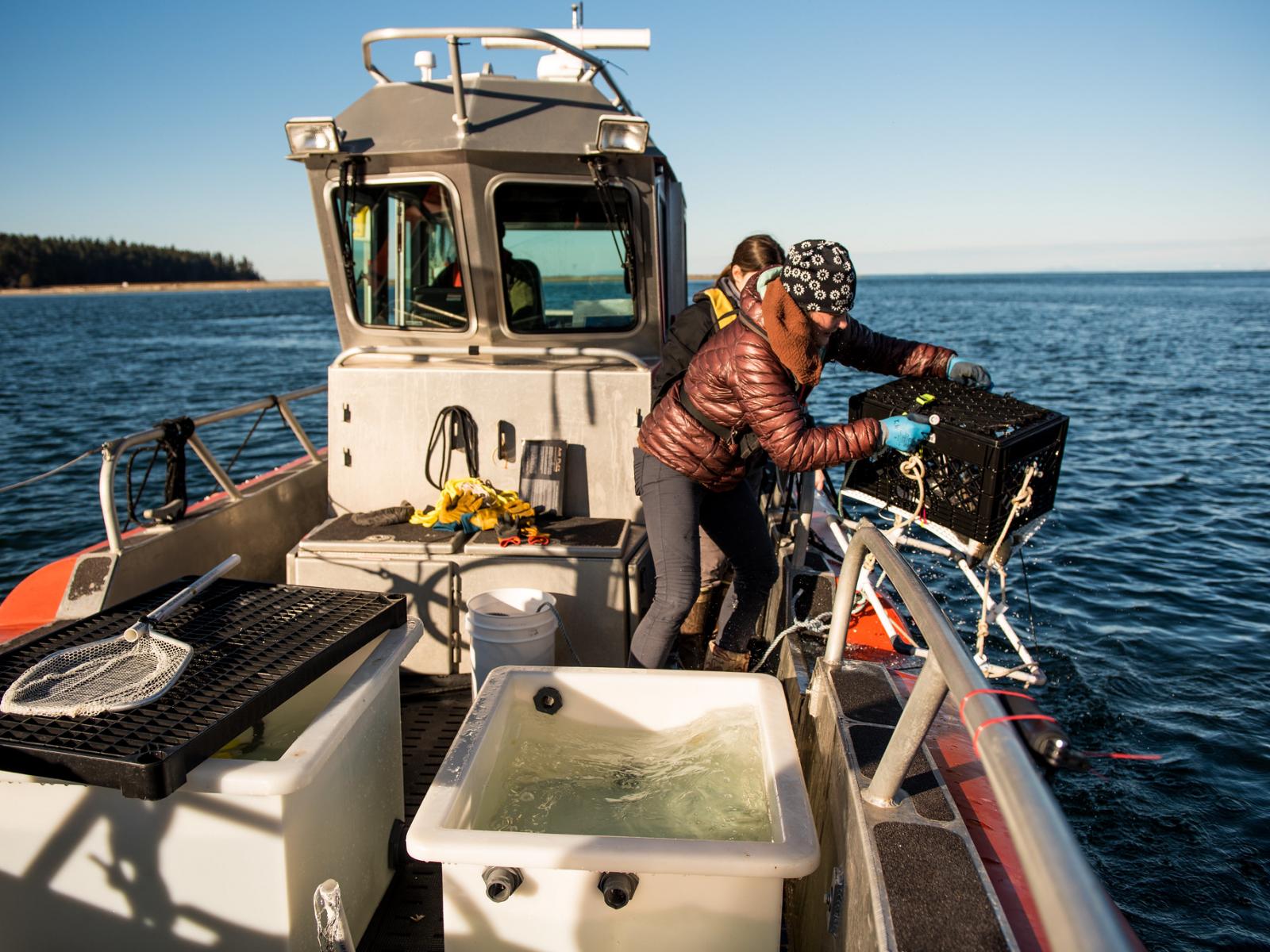 Researchers drop cage with fish into Sequim Bay