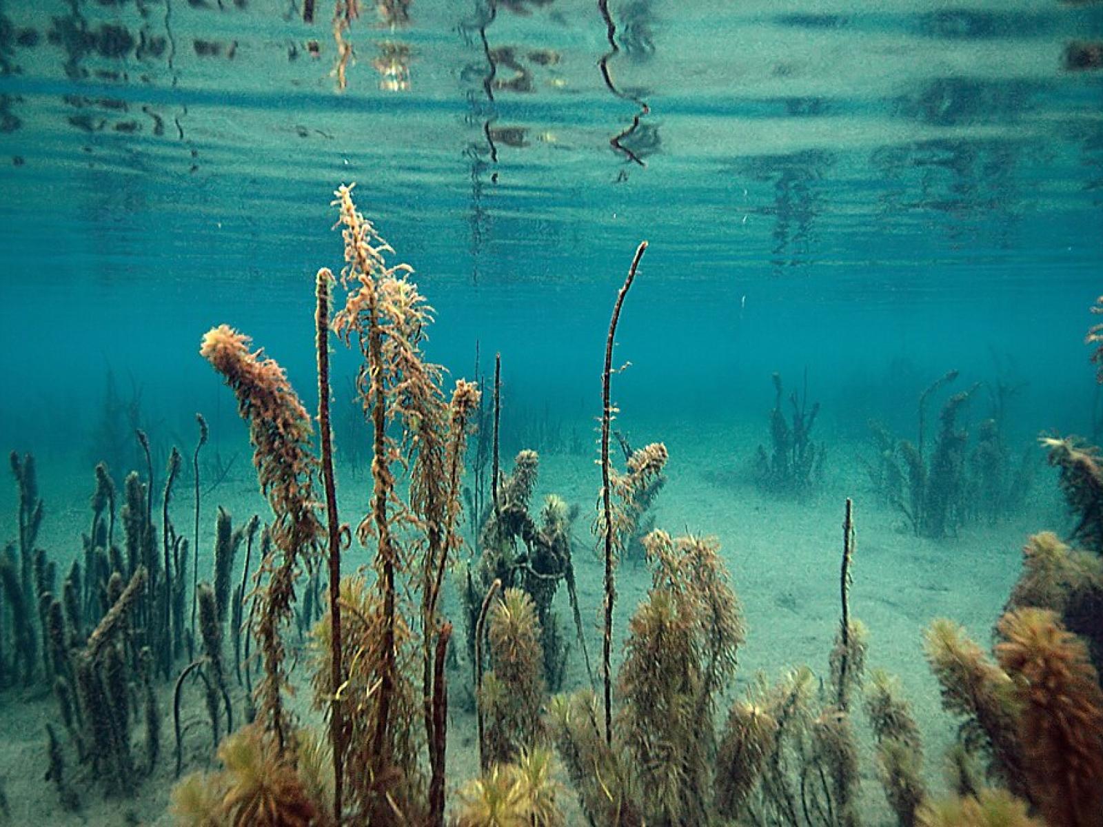 underwater photo of a shallow lakebed with algae 