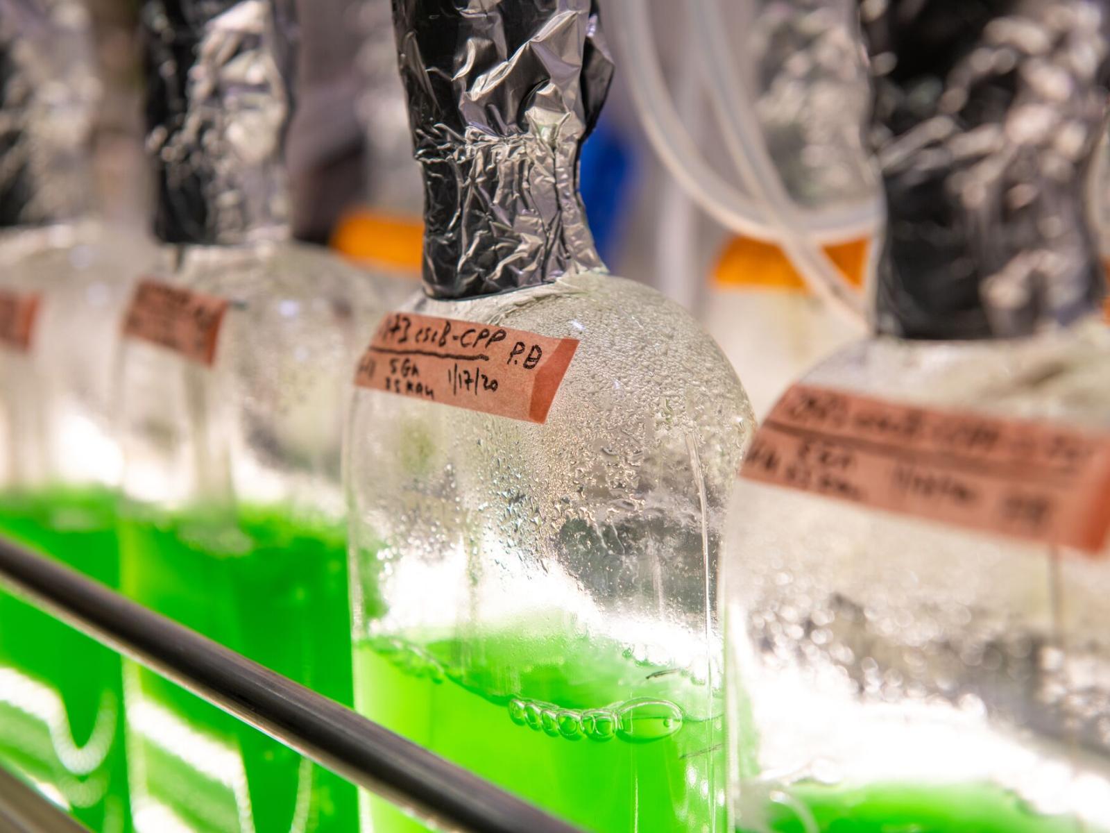 Bright green strains of algae are examined for their capacity to convert CO2 into sugars.