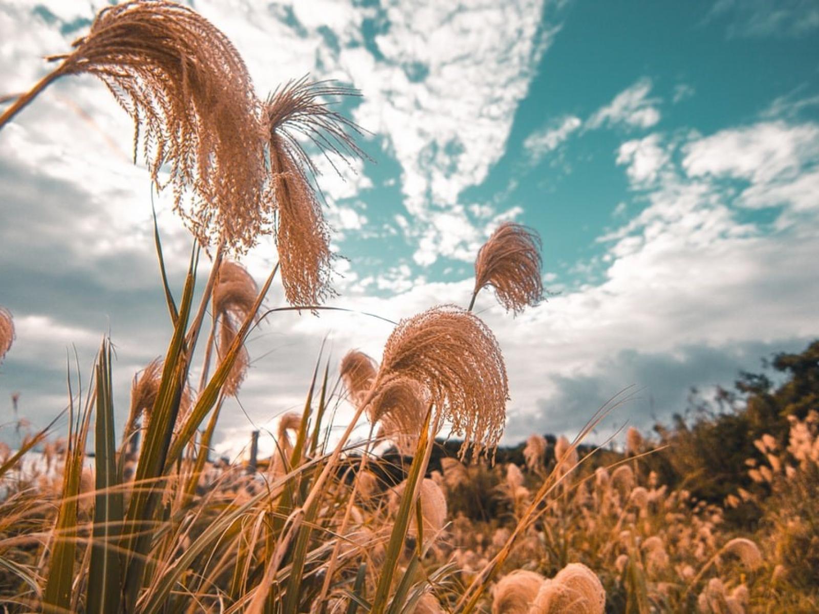 Close up of miscanthus against a background of wispy clouds