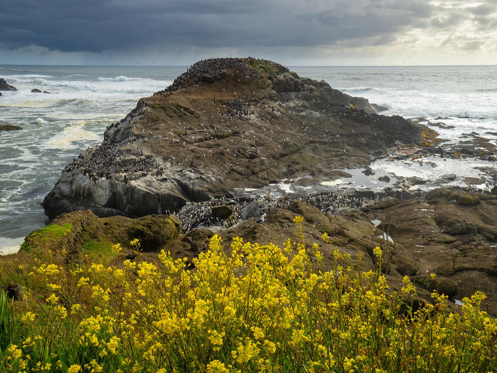 Yellow flowers and rocks off stormy Oregon Coast