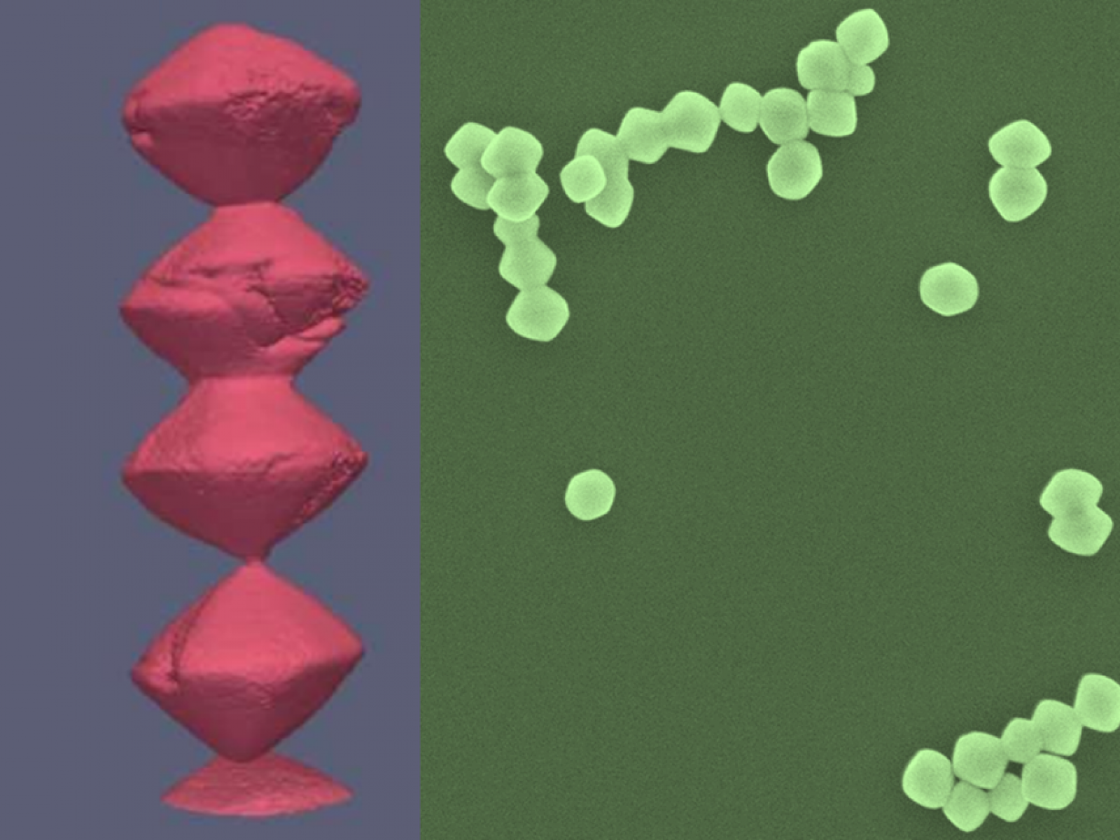 Two panel image with a close up on a line of fused nanocrystals on the left and a zoomed out view of multiple sets of fused nanocrystals on the right.