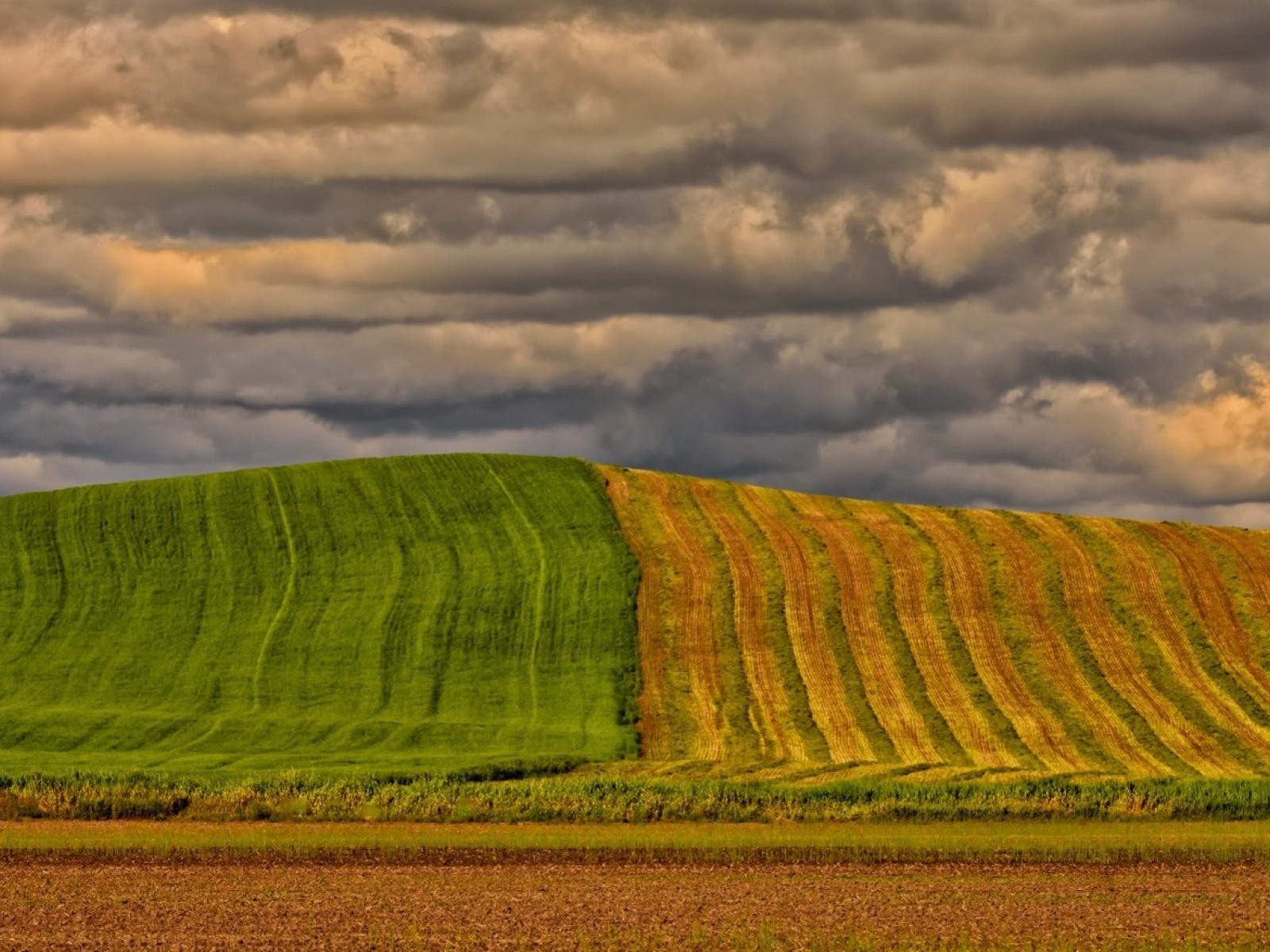 Photograph of a field on a hill with one half bright green and the other half yellow and harvested