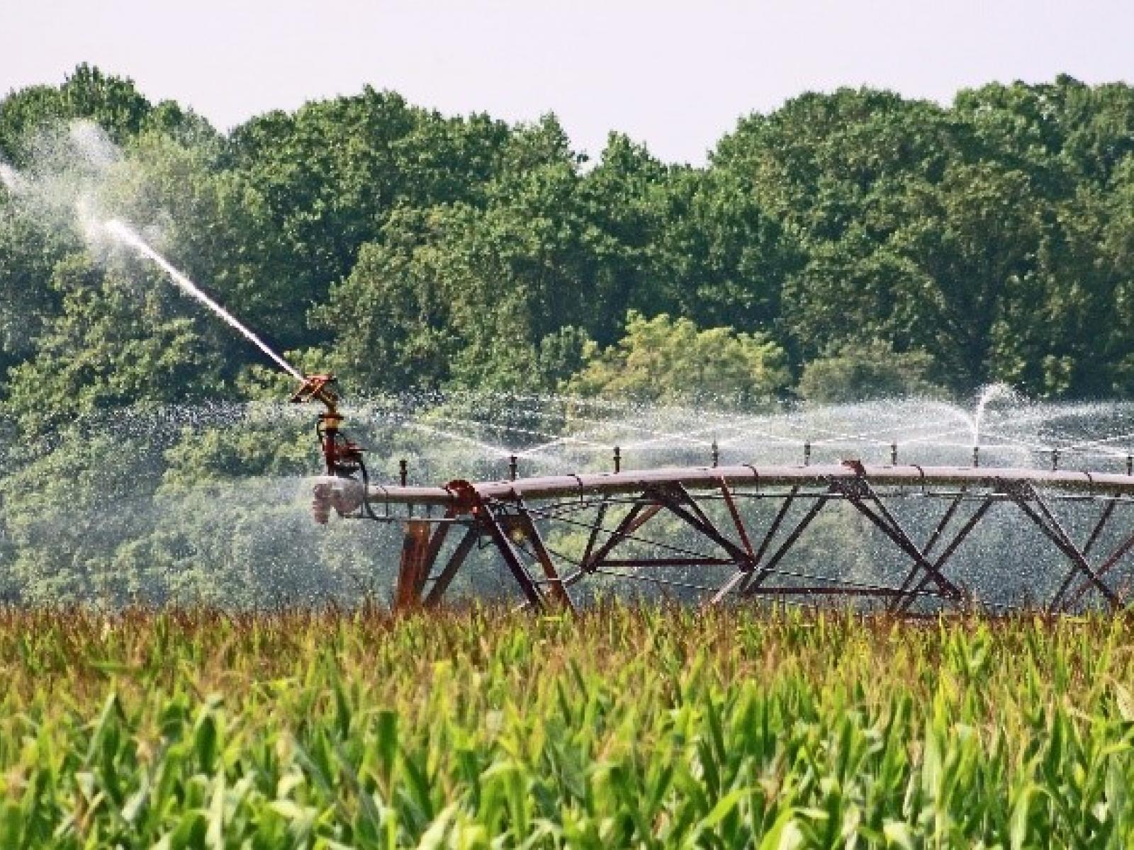 Large commercial sprinkler system above growing corn in a field