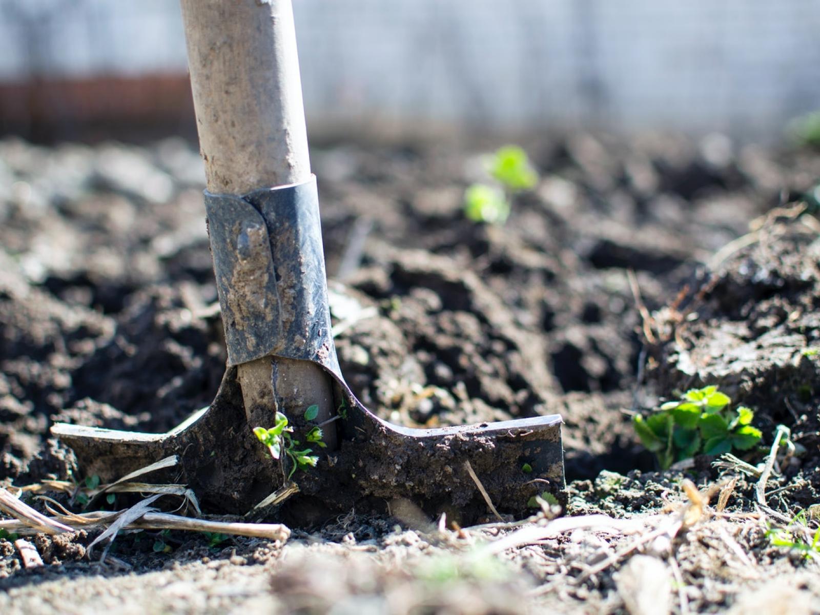 shovel in soil with tiny green plants around