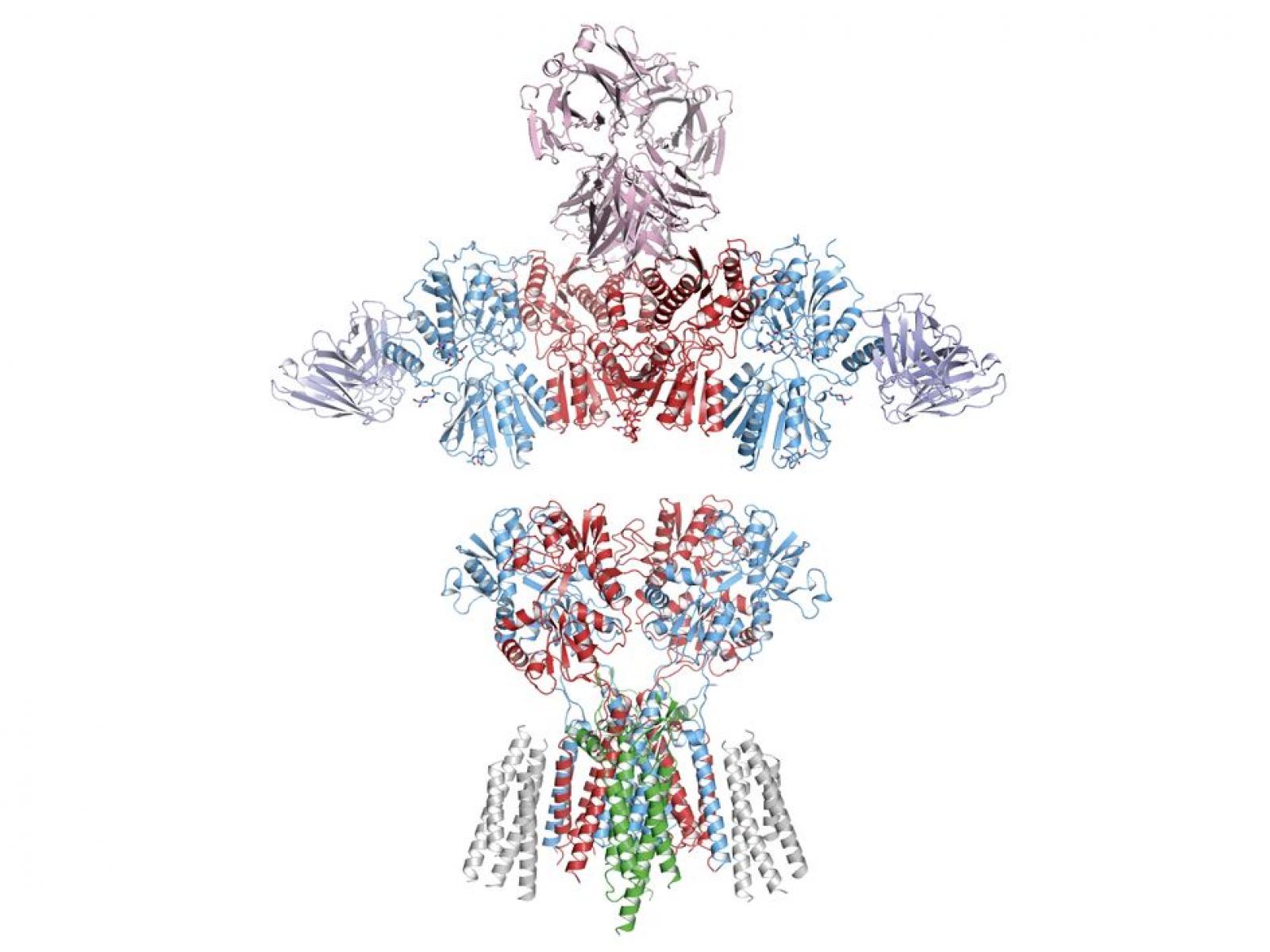 AMPA receptor