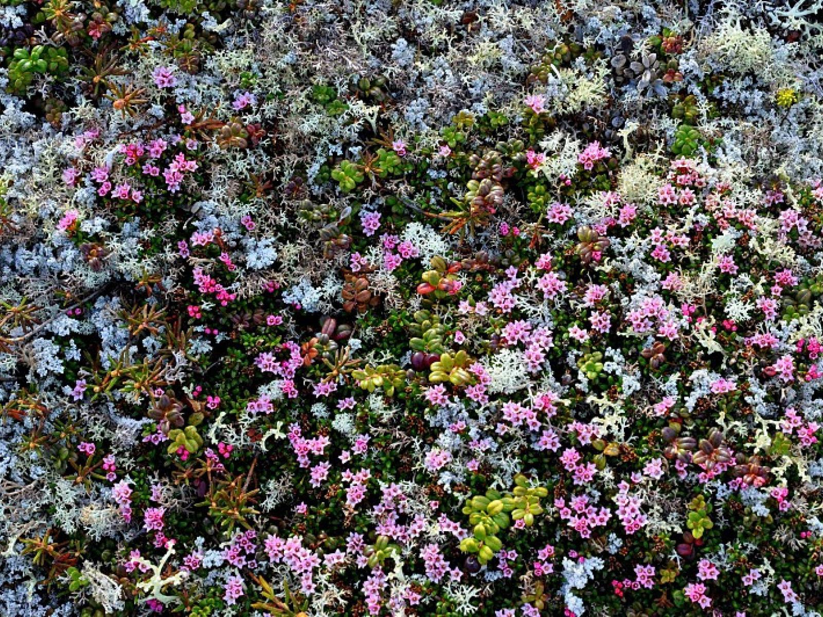 as-ecosystems-heat-up-tundra-changes-speed-up