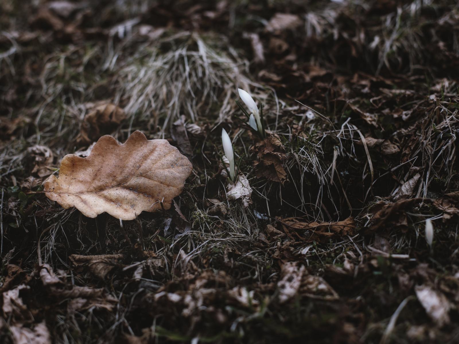 close-up-dirt-dried-leaf-1000078