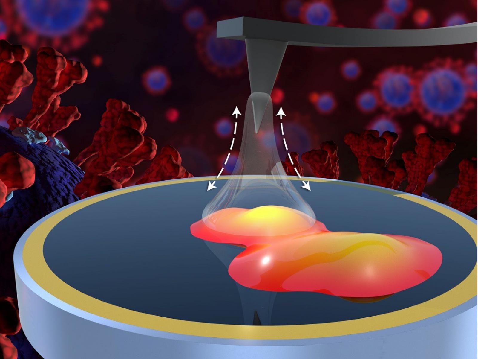 Nanoscale interactions between the spike protein of the novel coronavirus SARS-CoV-2 and common household inorganic surfaces.