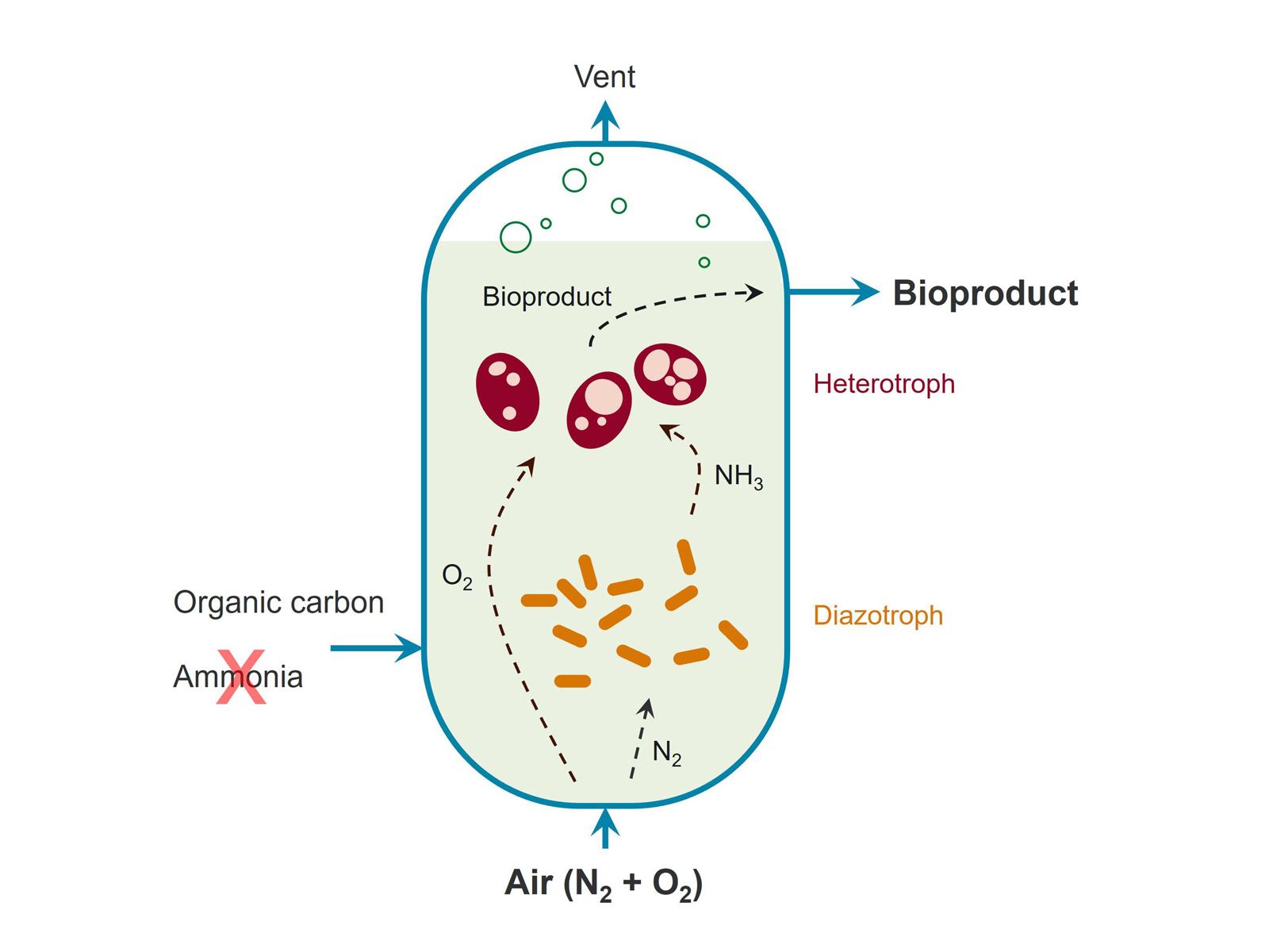 Illustration of in situ biological fixation of N2 gas during aerobic bioconversion processes.