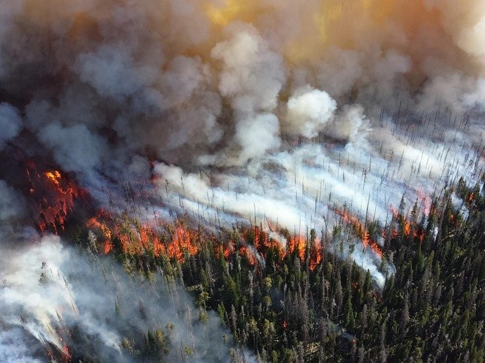 forest fire front line