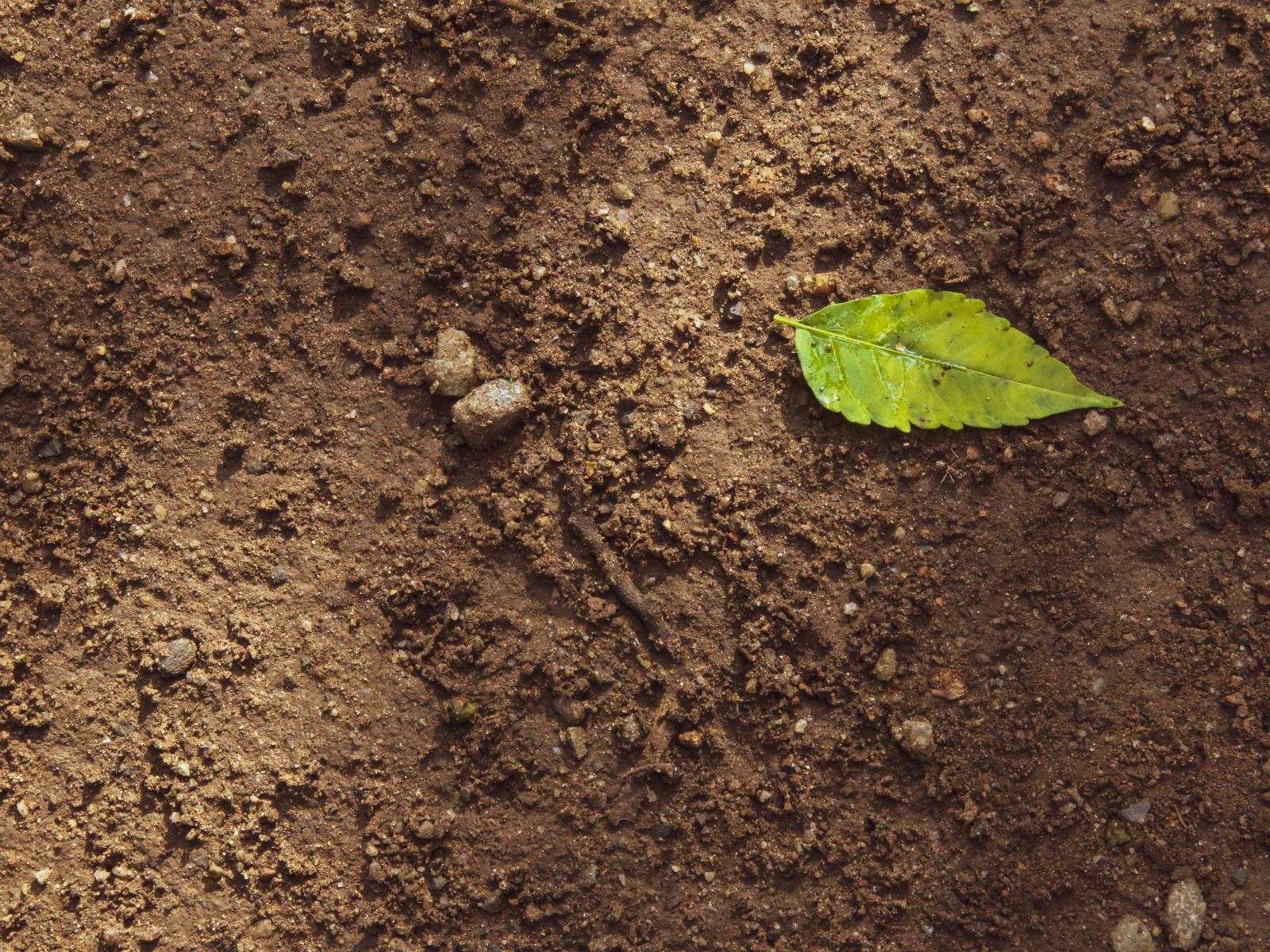Green leaf on brown soil