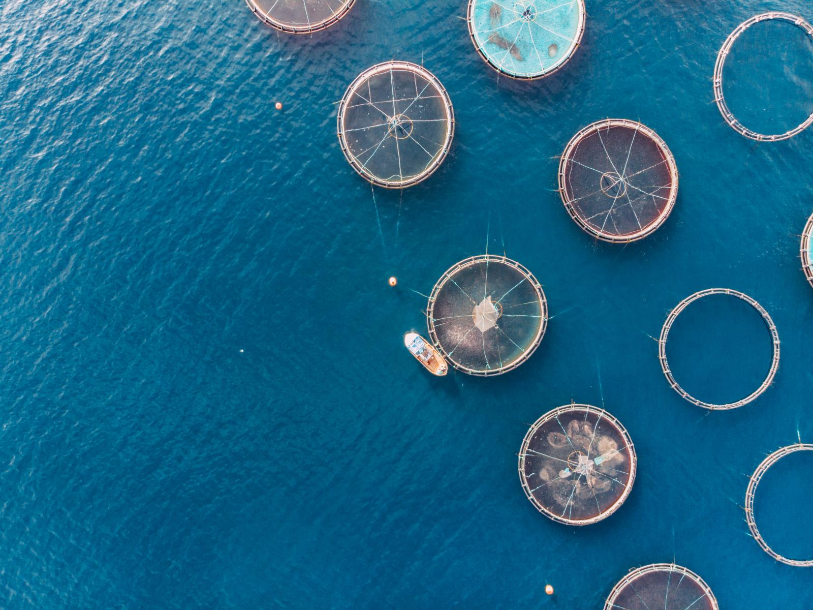 Aerial view of offshore aquaculture 