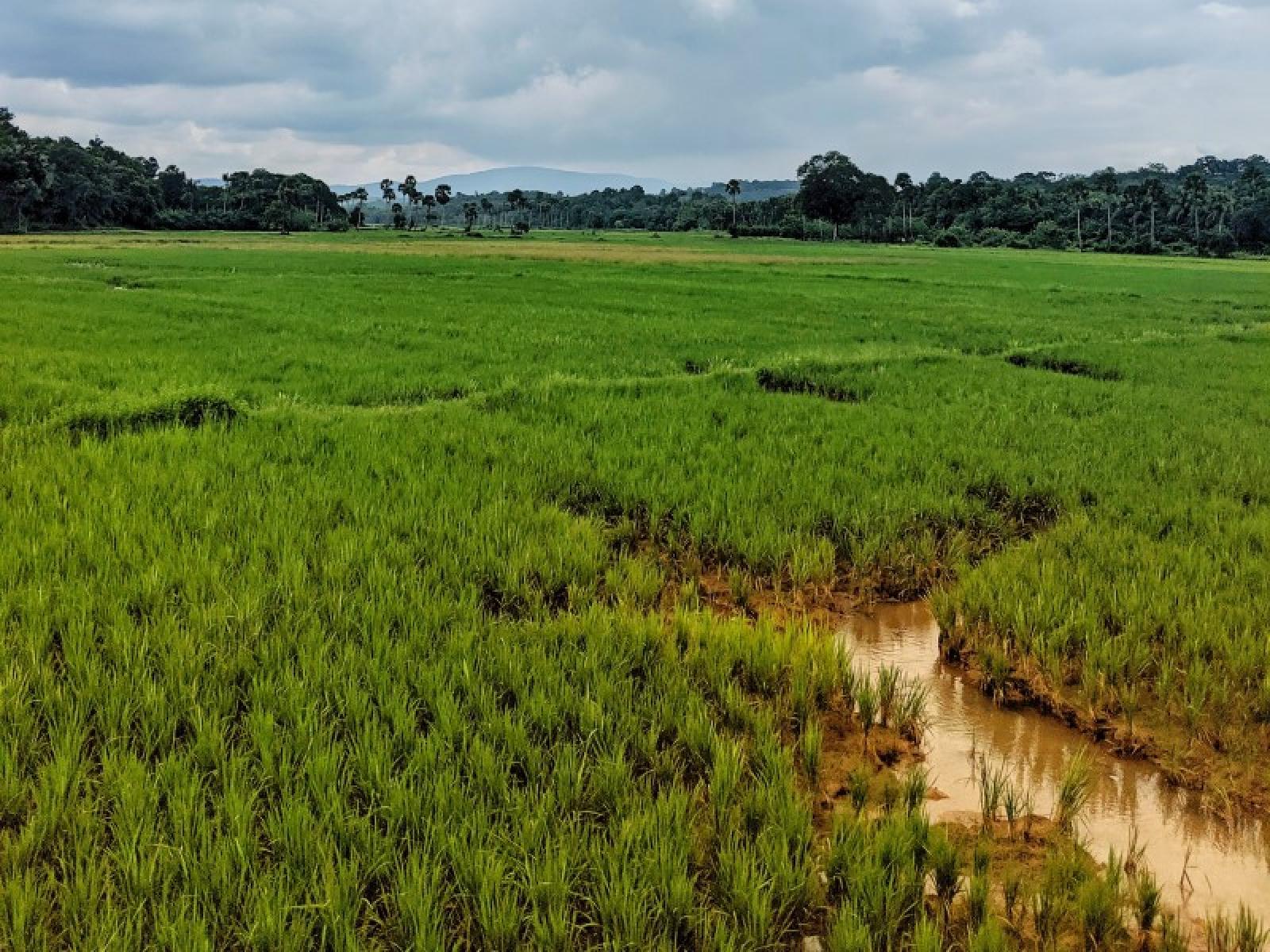 irrigation in wide field