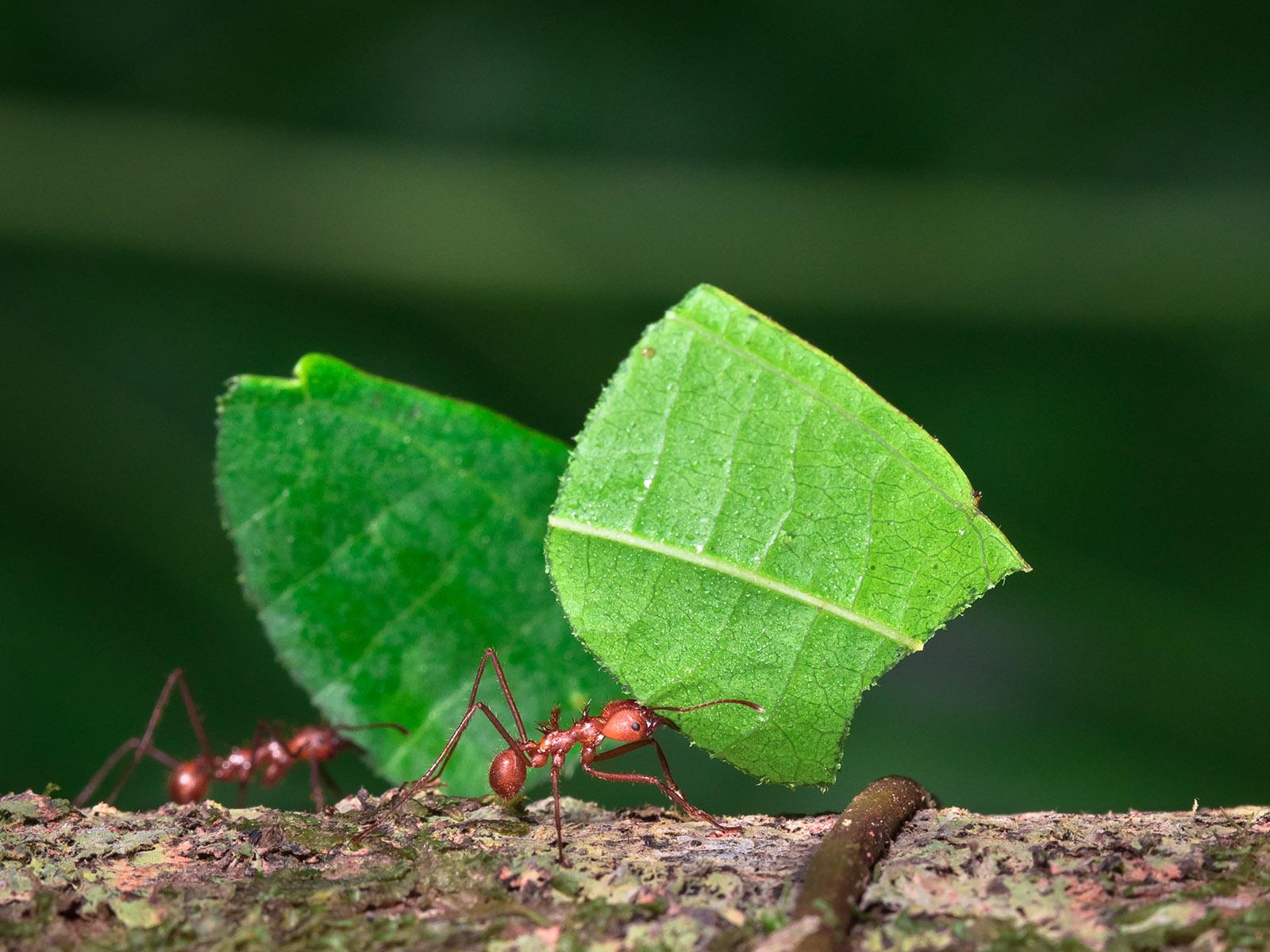 leafcutter