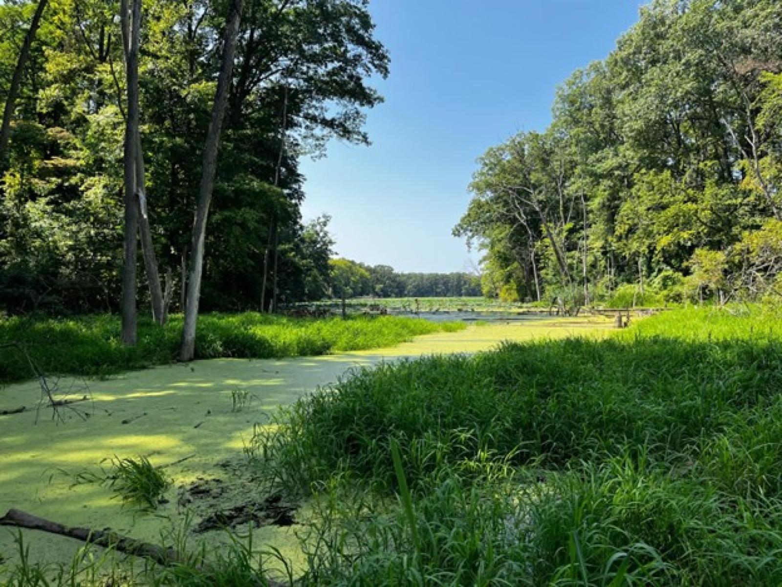 a creek with significant amounts of algae