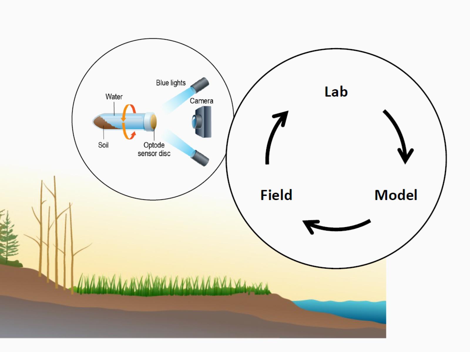 schematic of coastal wetland