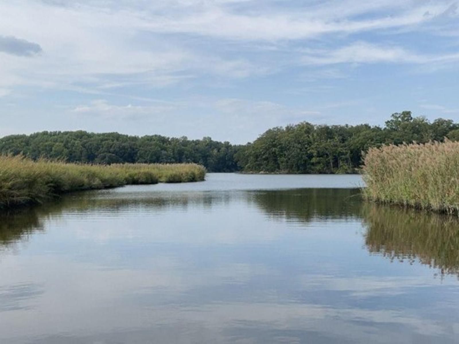 a river that cuts through an inland marsh next to a forest