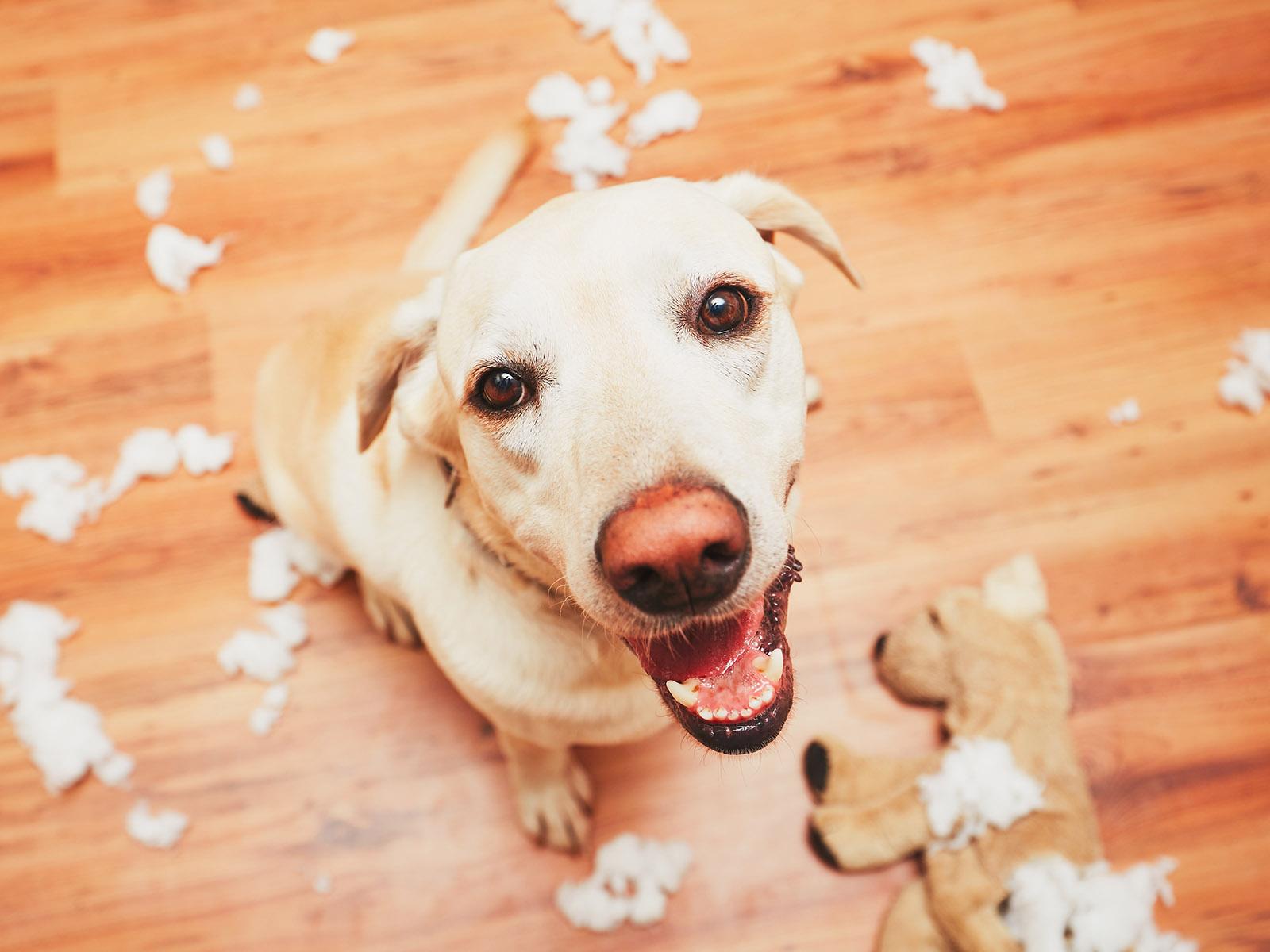 A dog with a torn up dog toy