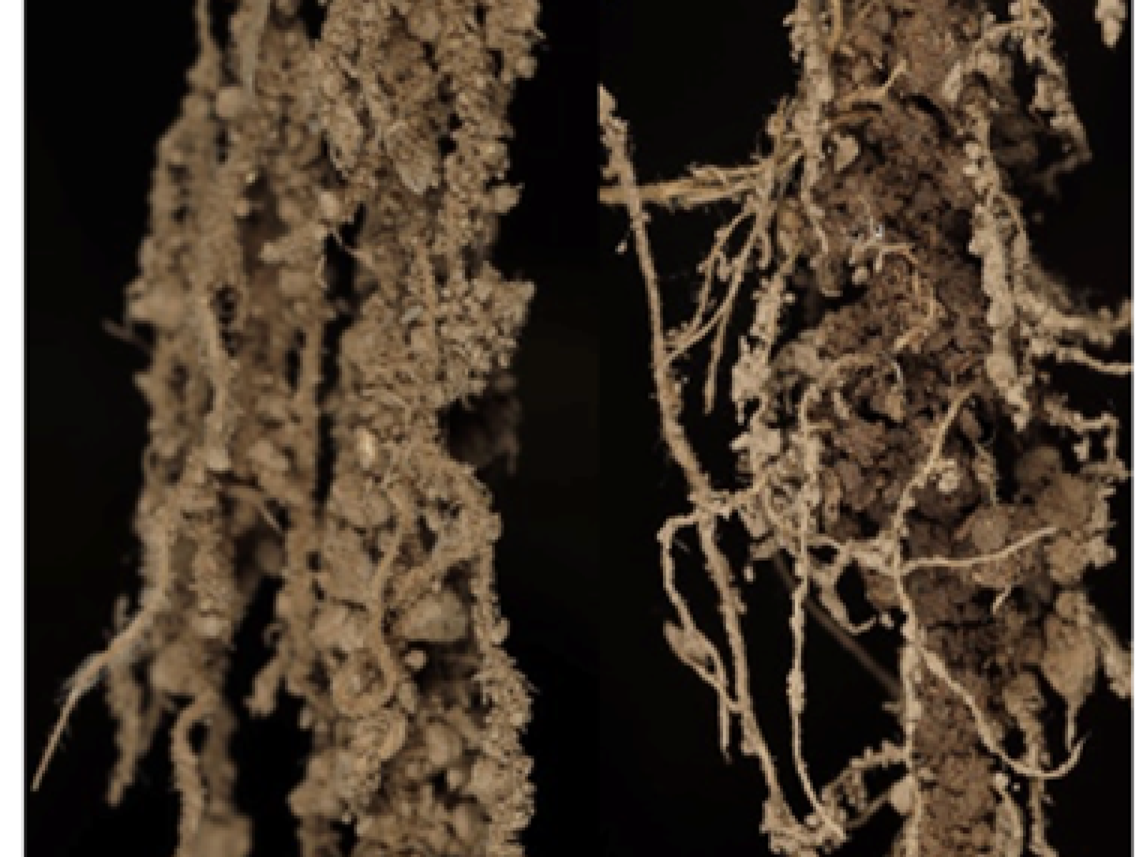 Close-up of two soil-covered plant roots against a dark background, highlighting the intricate details of the root structures.