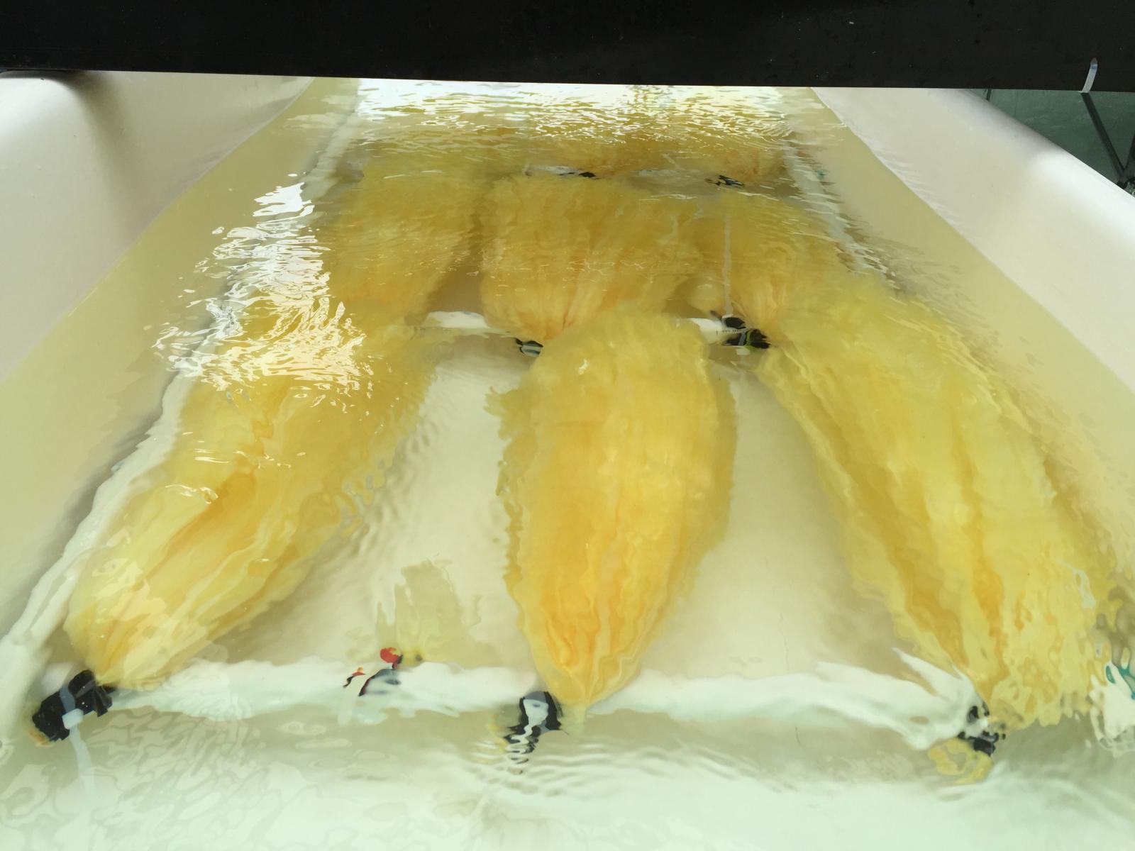 seawater-yields-first-grams-of-yellowcake