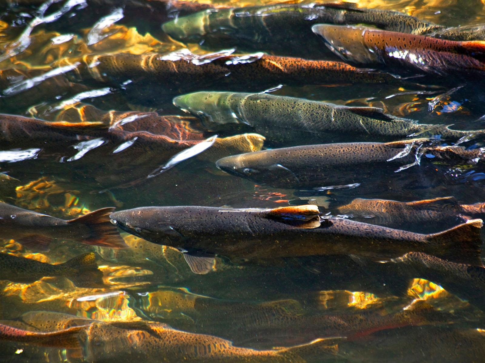 Multiple salmon swim tightly packed alongside one another in Issaquah Creek, Washington.